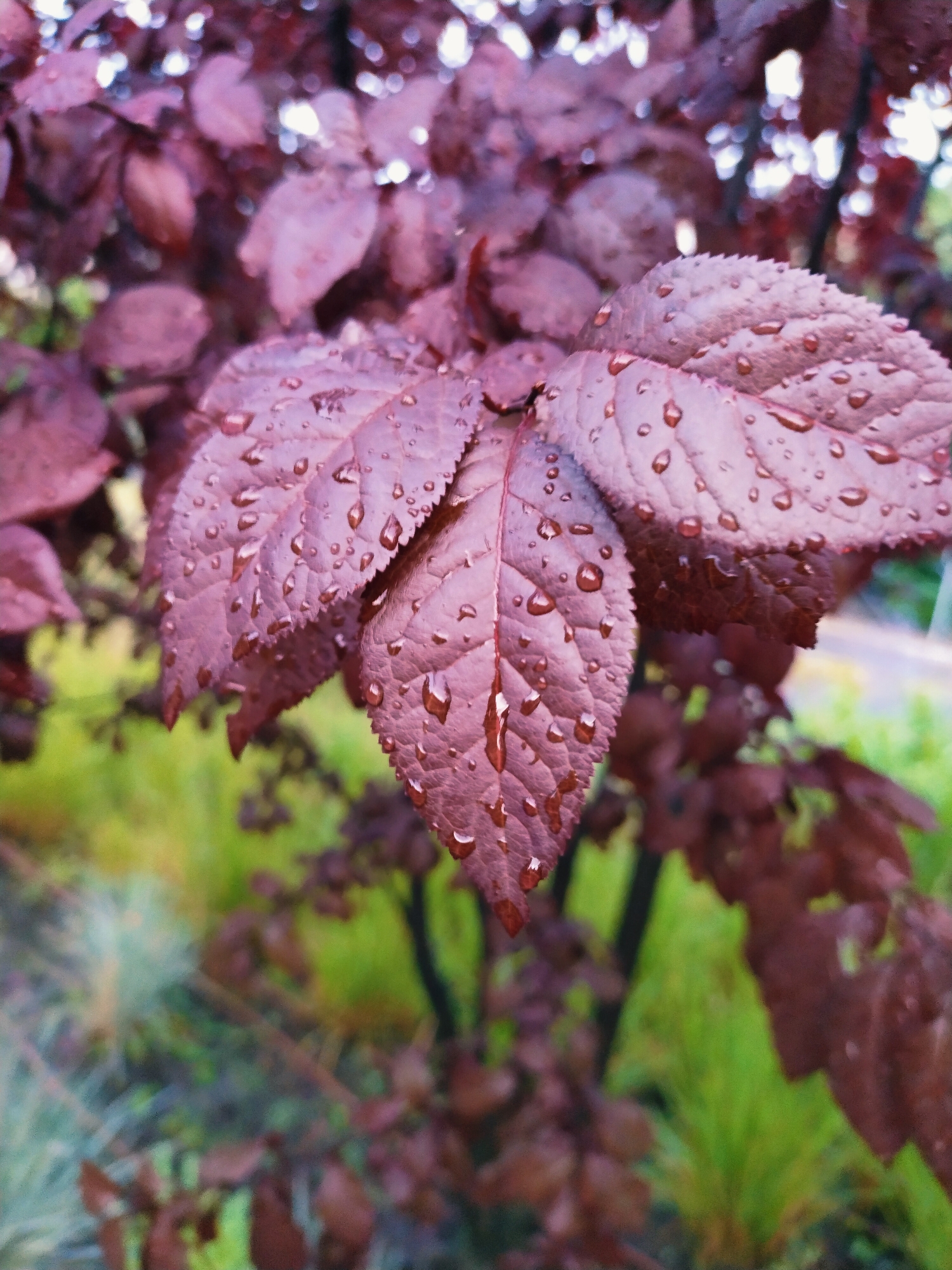 The image is a close-up, shallow depth-of-field photograph of dark red leaves covered in water droplets. The leaves are slightly serrated along the edges and have prominent veins. The background is blurred, showing hints of green foliage and a dark tree trunk. The overall impression is of a plant in a garden or natural setting after rain. The specific location in Horishni Plavni, Ukraine, cannot be determined from the visual information provided in the image.