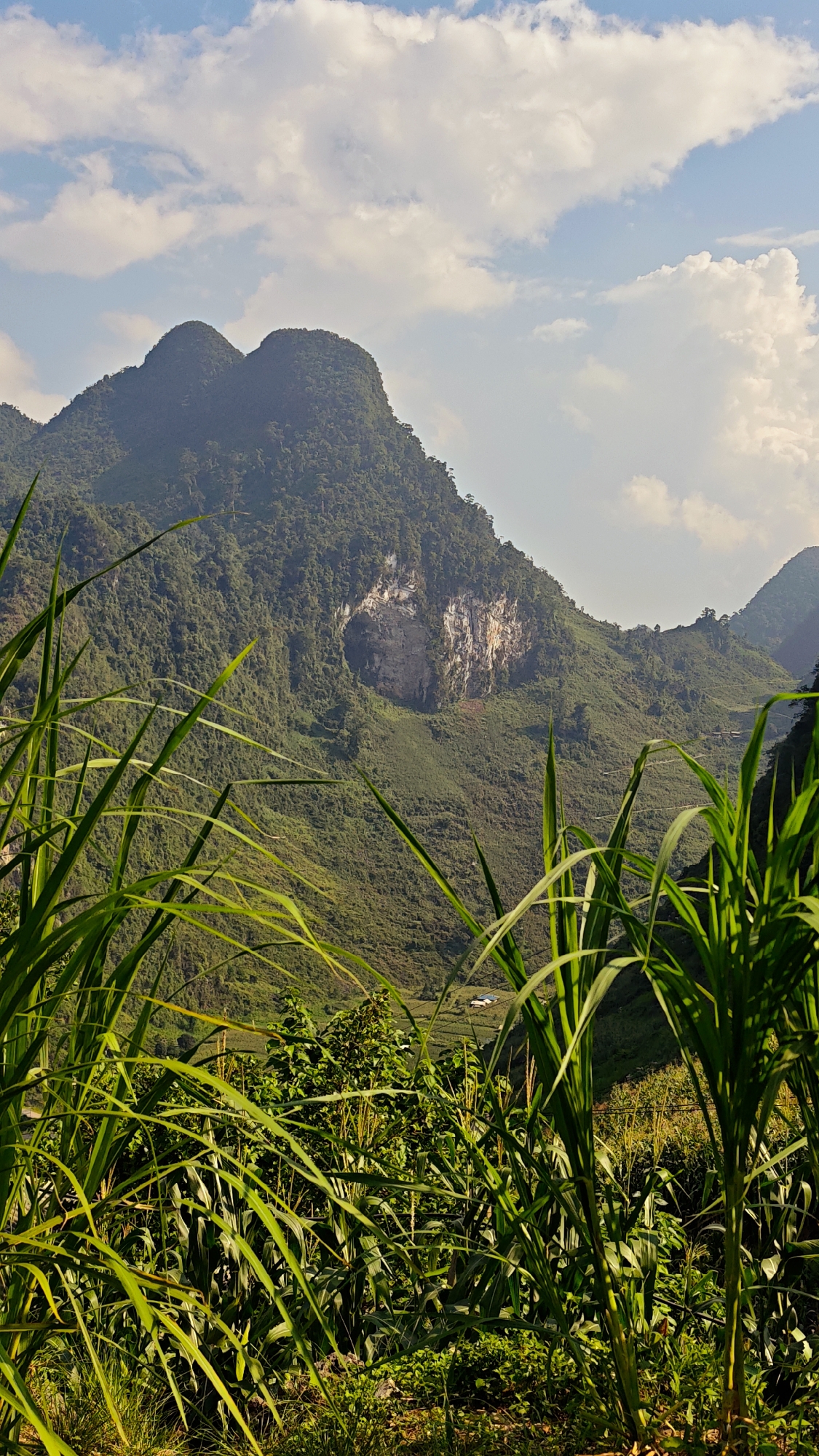 The image depicts a lush, mountainous landscape in Đường Thượng Commune, Vietnam. The foreground is dominated by tall green plants, possibly corn or sugarcane, growing densely. Behind the plants is a view of a verdant mountain, its slopes covered with thick vegetation. A notable feature on the mountain is a large, light-colored cave or rock formation. The sky is partly cloudy with patches of blue visible. In the middle ground, a small structure, likely a house, is nestled among terraced fields. The overall scene conveys a sense of rural tranquility and natural beauty.