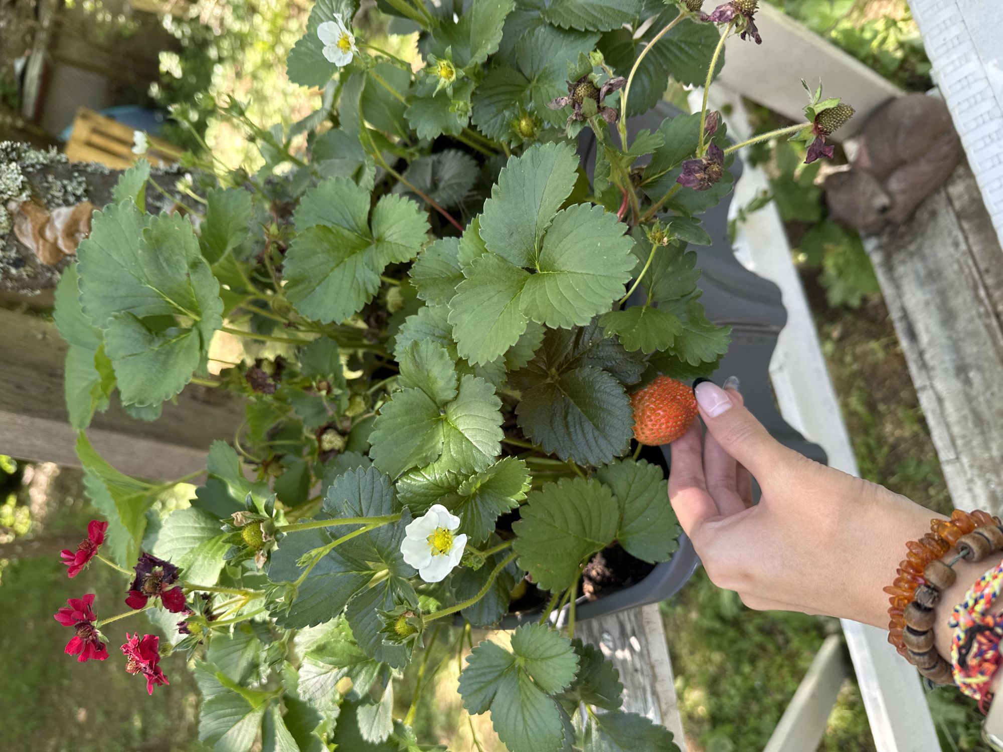 In the city of Dramsha, Bulgaria, a close-up shot captures a hand gently holding a ripe strawberry from a strawberry plant in a gray pot. The strawberry plant is lush with green leaves, some of which bear white and red flowers, as well as developing fruit. The background suggests an outdoor setting with greenery and wooden structures, possibly a garden or balcony. The focus is on the strawberry and the hand, with the rest of the scene slightly blurred, indicating a shallow depth of field. The overall impression is one of nature's bounty and the simple pleasure of harvesting fresh fruit.