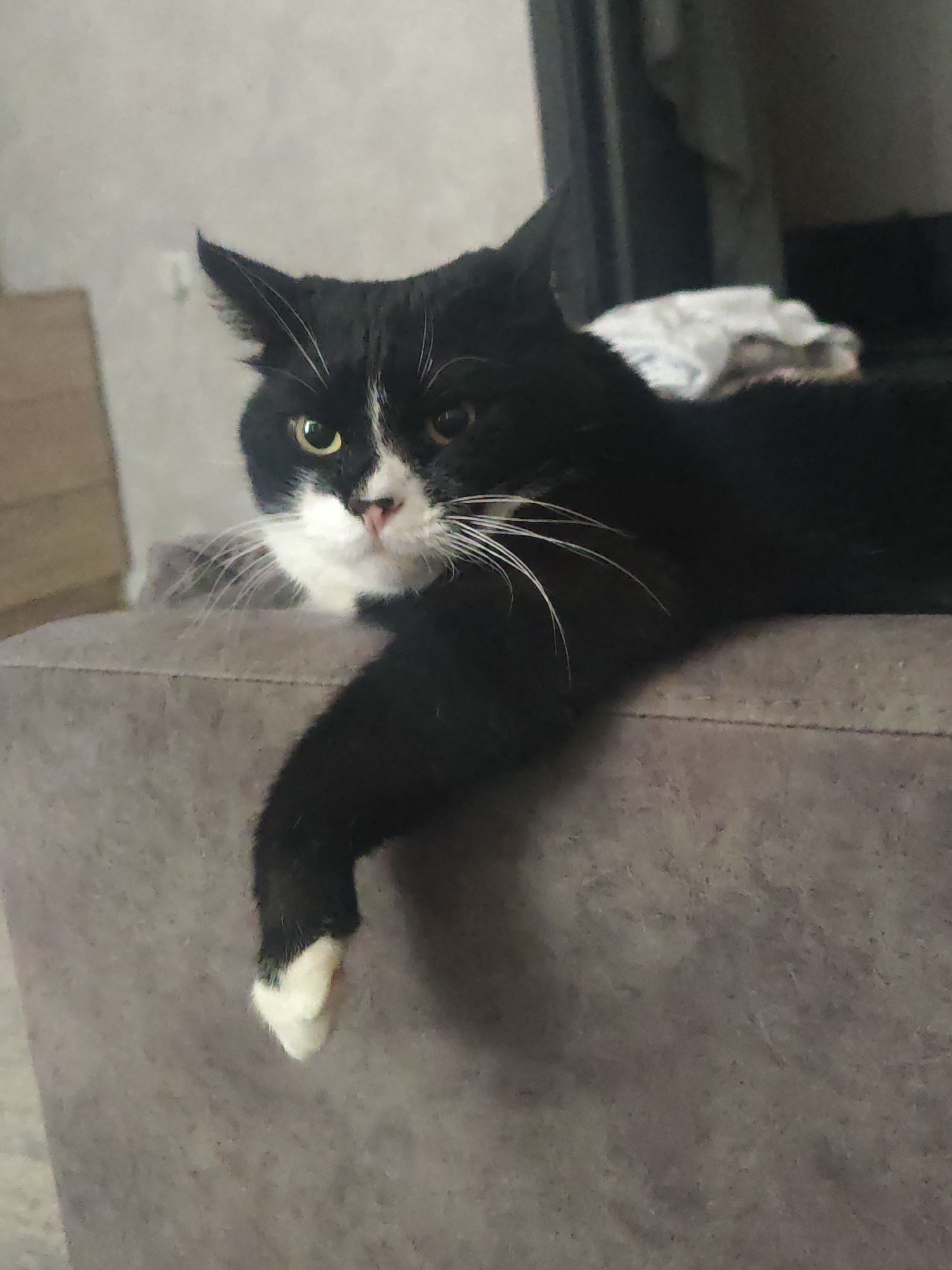 A black and white cat is lying on a gray couch. The cat is looking towards the camera with its head slightly tilted. Its left paw is hanging off the edge of the couch. The background is blurred and appears to be a room. The location is Unknown, Unknown.