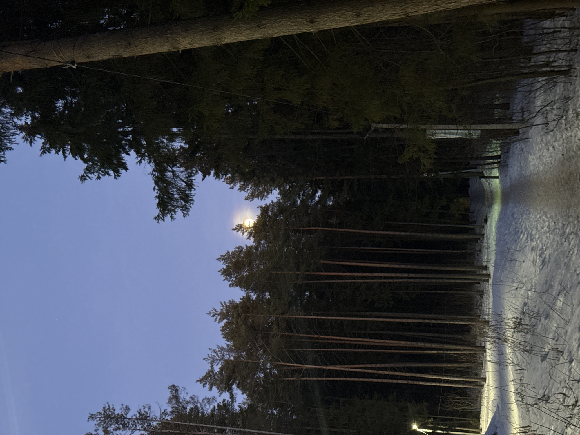 A photograph taken in what appears to be a wooded area near Votkinsk, Russia, at night. The scene shows a path or road covered in snow, flanked by tall pine trees on both sides. The sky is visible above the trees, illuminated by a dim light source, likely the moon. There's a light pole at the bottom right edge of the path. The scene appears quiet and still.