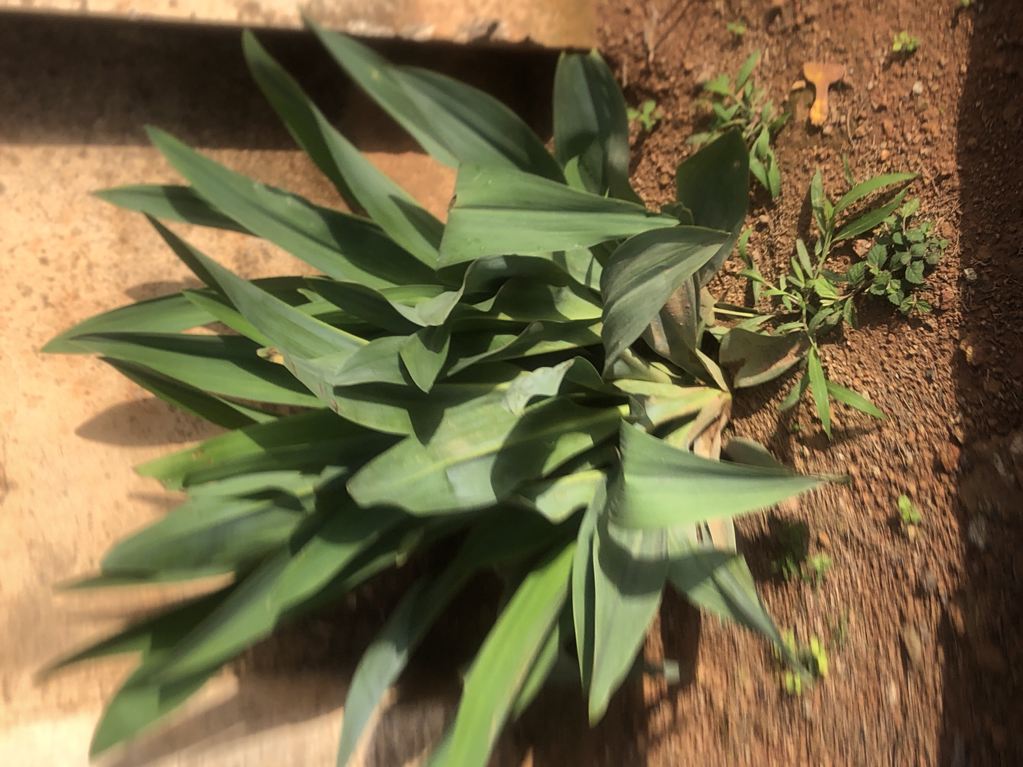 A medium shot captures a cluster of green, sword-like leaves of a plant, likely a yucca or agave, growing in the reddish-brown soil of Bar Jirgi Summa, Nigeria. The plant's leaves are fanned out and angled upwards, with some leaves casting distinct shadows on the textured, ochre-colored wall behind it. The ground is sparsely covered with small green sprouts and fallen leaves. The lighting suggests it is daytime, with sunlight creating strong contrasts between light and shadow. The overall scene is outdoors and appears to be a natural or garden setting.