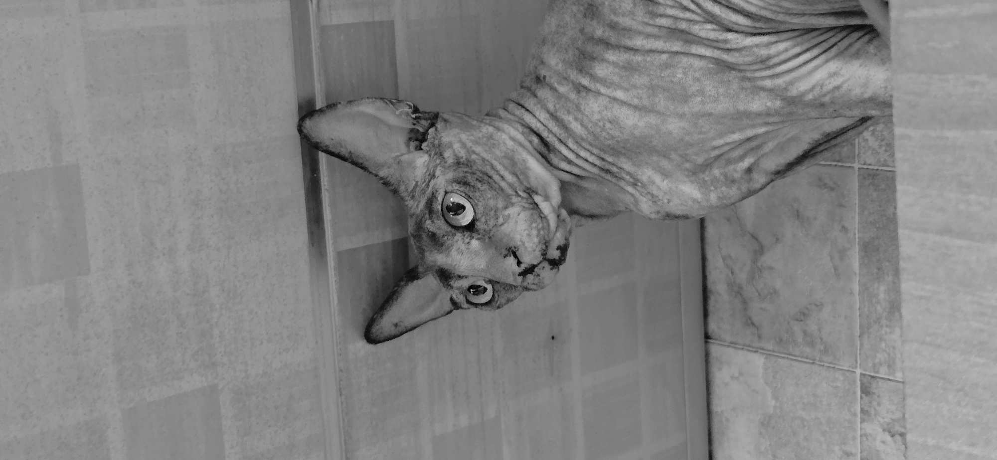 A black and white, low-angle shot shows a Sphynx cat sitting on what appears to be tiled flooring. The cat is facing to the left of the frame, with its large ears pointed upwards. The cat's skin is wrinkled, and its eyes are wide open, looking intently to the side. The background consists of a tiled wall and what appears to be a ceiling with a striped pattern. The image provides no contextual information to suggest it is located in the city of Baku, Azerbaijan.