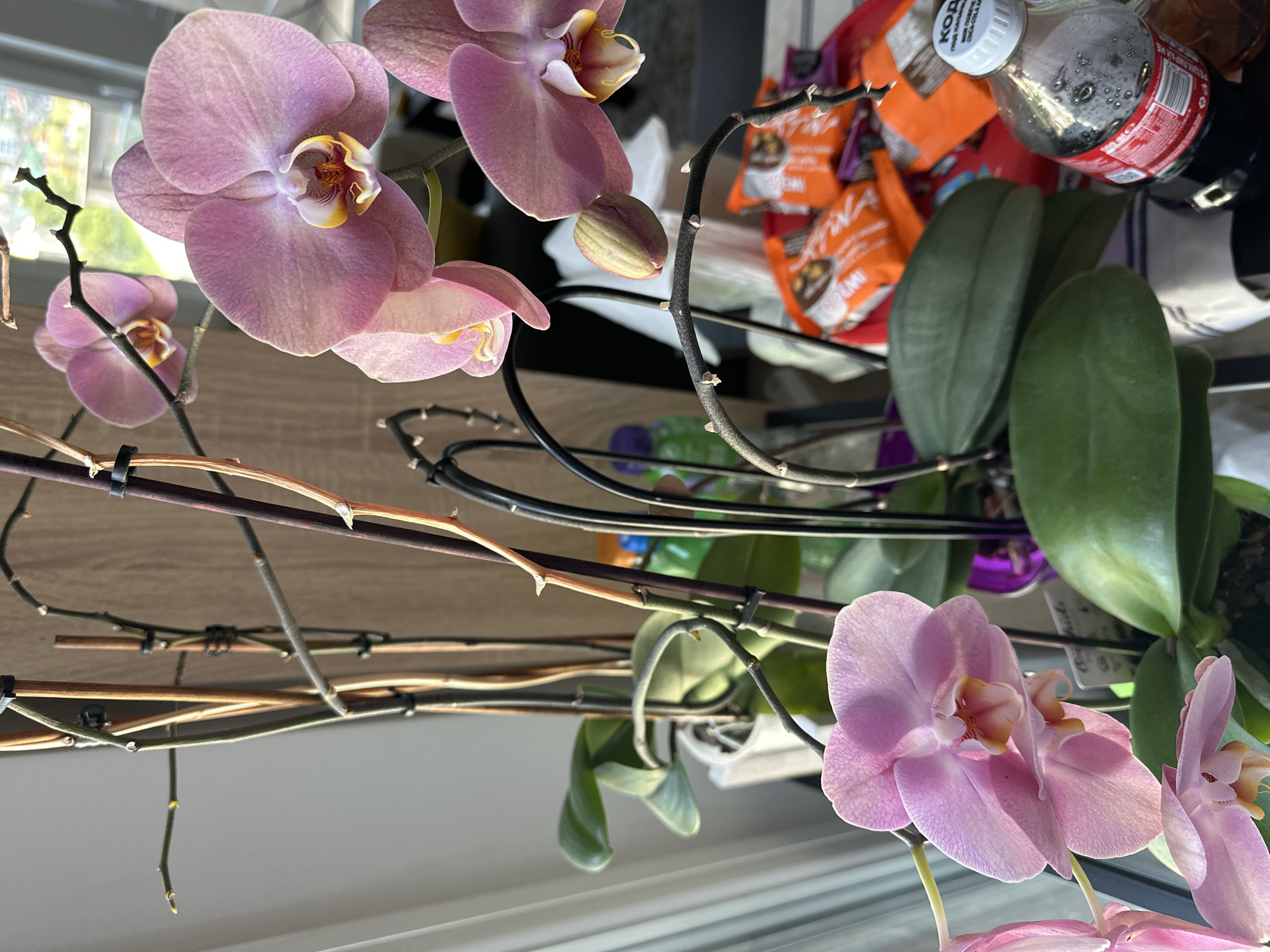 The image shows a pink orchid in a white pot. The orchid is surrounded by dried flower stalks and a few green leaves. In the background, there are food wrappers, a plastic bottle, and some miscellaneous items. The location is not identifiable from the image; there is no information to suggest it is Sofia, Bulgaria.
