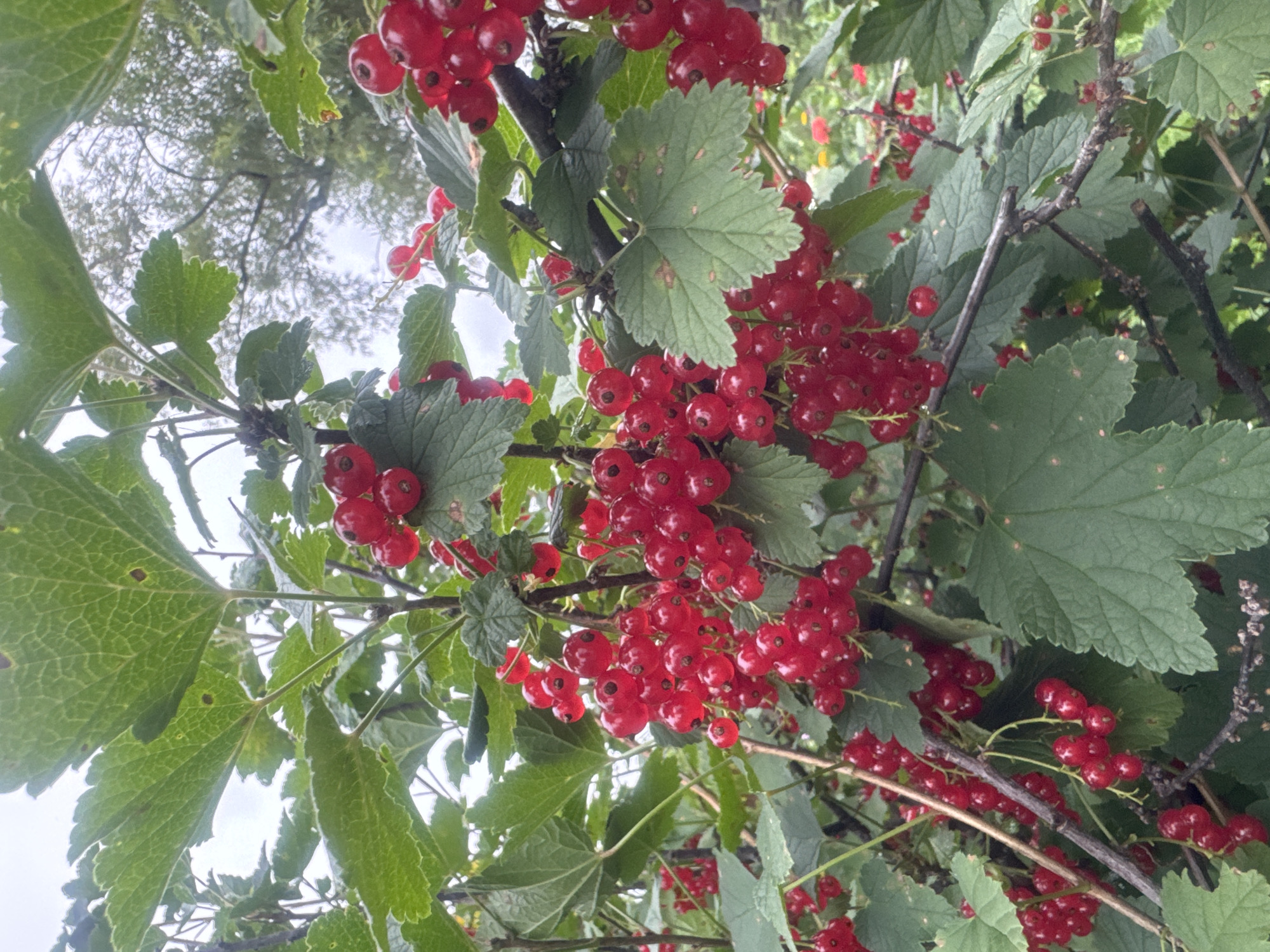 A close-up, slightly overcast shot of a red currant bush in Maksimovshchina, Russia. The bush is laden with clusters of bright red berries, interspersed with large, serrated green leaves. Some leaves show minor blemishes. The background is blurred, showing hints of other foliage and trees, suggesting an outdoor, natural setting, likely a garden or park. No people or specific structures are visible. The lighting is soft, indicating a cloudy day.