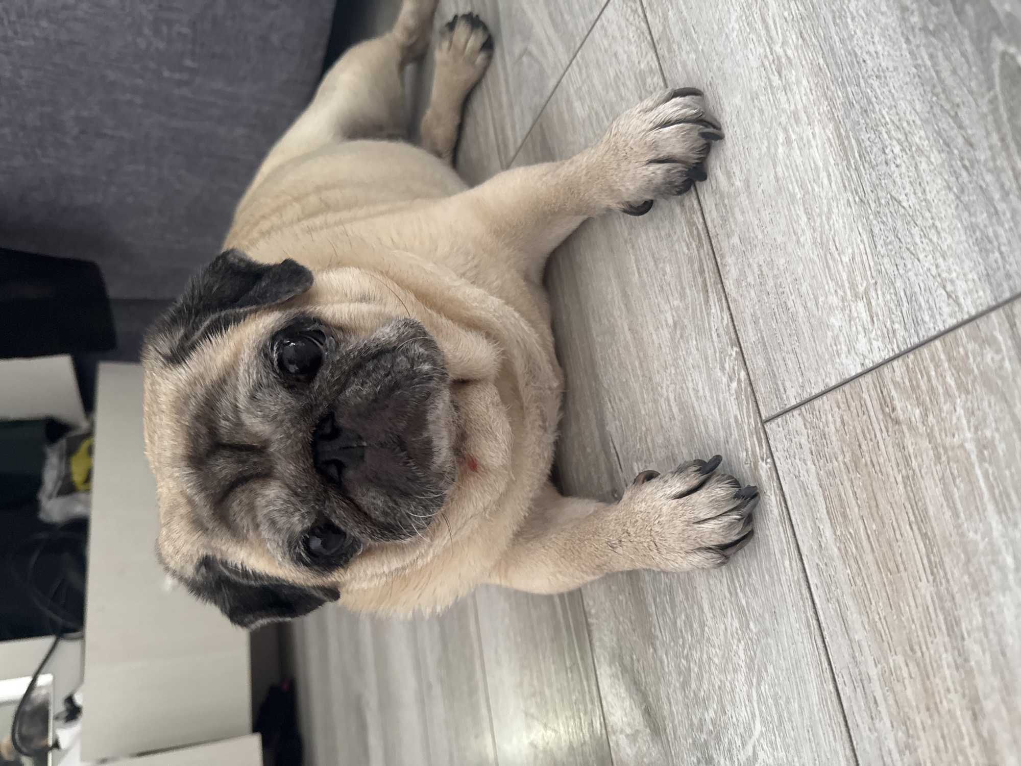 A fawn-colored pug dog is lying on a light gray wooden floor. The dog is positioned in the center of the frame, with its body stretched out to the right. Its head is turned slightly to the left, and its eyes are looking forward. The dog's ears are floppy and black. A small red mark is visible on the dog's chin. The background of the image is blurred, but appears to show a piece of furniture and possibly a wall. The lighting in the image is natural and comes from the left. The scene appears to be indoors.