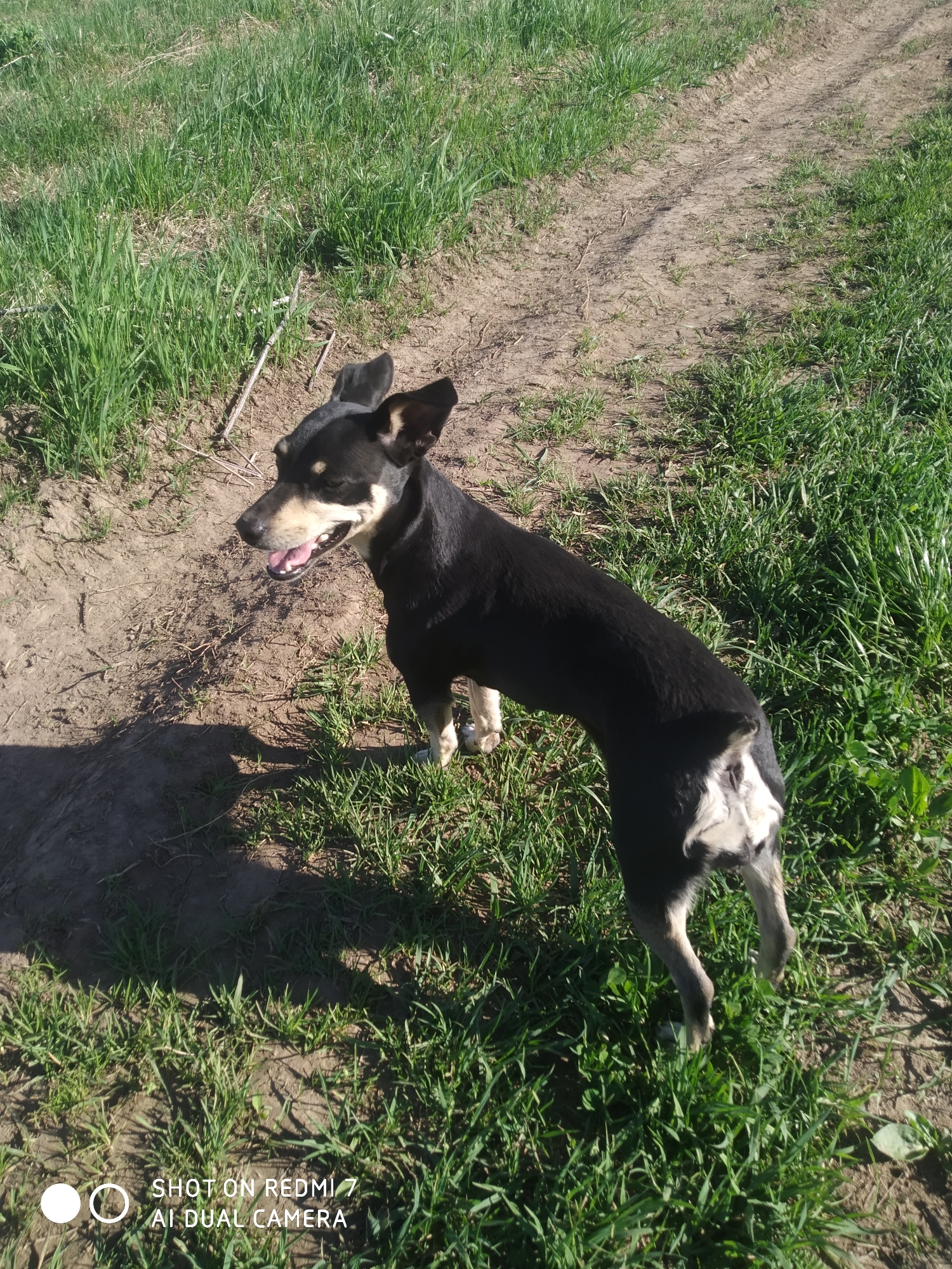 A medium-sized dog with a black body and tan legs stands on a patch of grass and dirt. The dog is panting and looking to the left of the frame. The ground is uneven and consists of patches of green grass intermixed with bare dirt. A dirt path is visible in the upper right corner. The location appears to be outdoors in a rural or semi-rural setting, possibly in Okhansk, Russia, based on the image request. A shadow of the dog and a camera watermark are present.