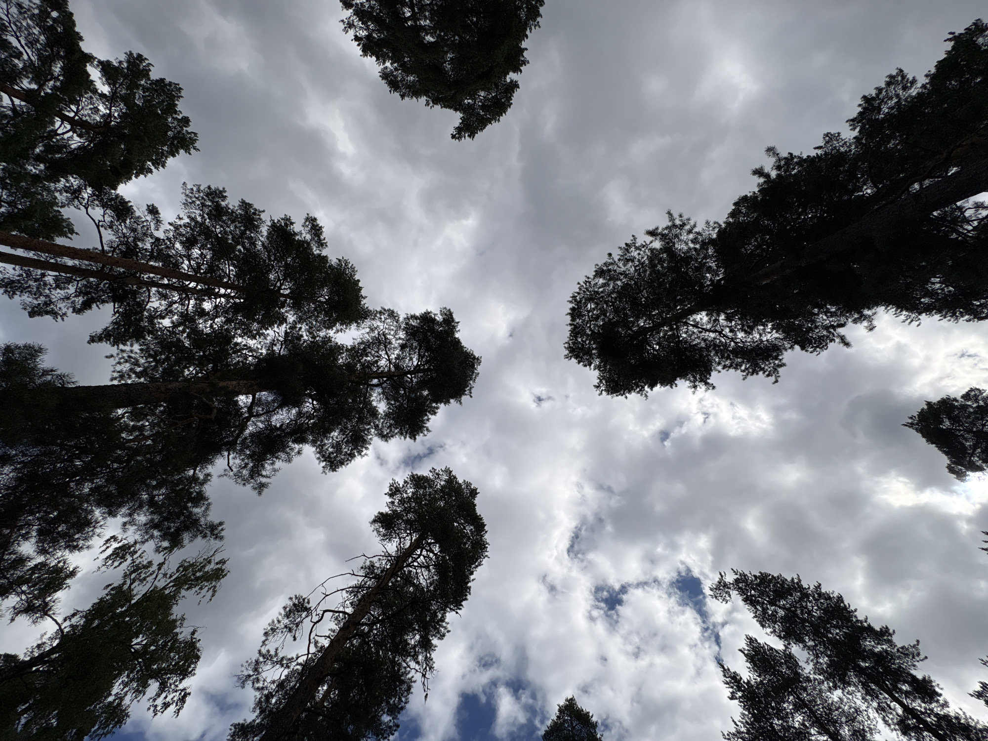 A low-angle, full-frame shot looks up at the tops of silhouetted pine trees against a cloudy sky. The pine trees are dark and leafy, their branches reaching outwards and upwards. The sky is filled with a mix of dark and light gray clouds, with patches of blue sky peeking through in places. The overall impression is one of looking up from the base of a forest on an overcast day.