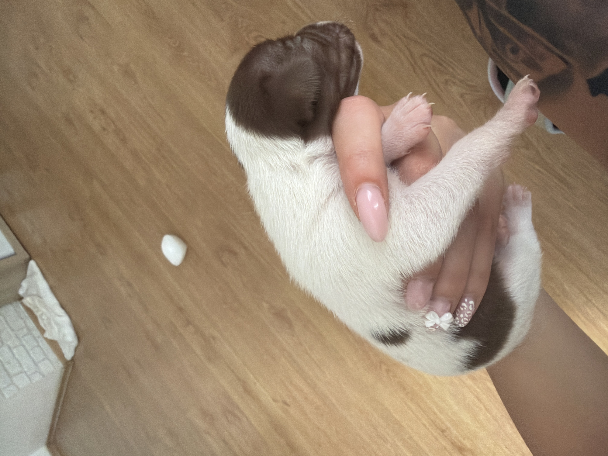 The image shows a close-up of a newborn puppy being held in a person's hand. The puppy has white fur with brown patches, including on its head and back. The person's hand has light pink nail polish and a small white bow detail on one fingernail. The background is a wooden floor with some white items and a brick wall in the distance. The scene is likely indoors, with no specific Plovdiv landmarks visible. The image focuses on the puppy and the hand holding it, with the environment serving as a backdrop.