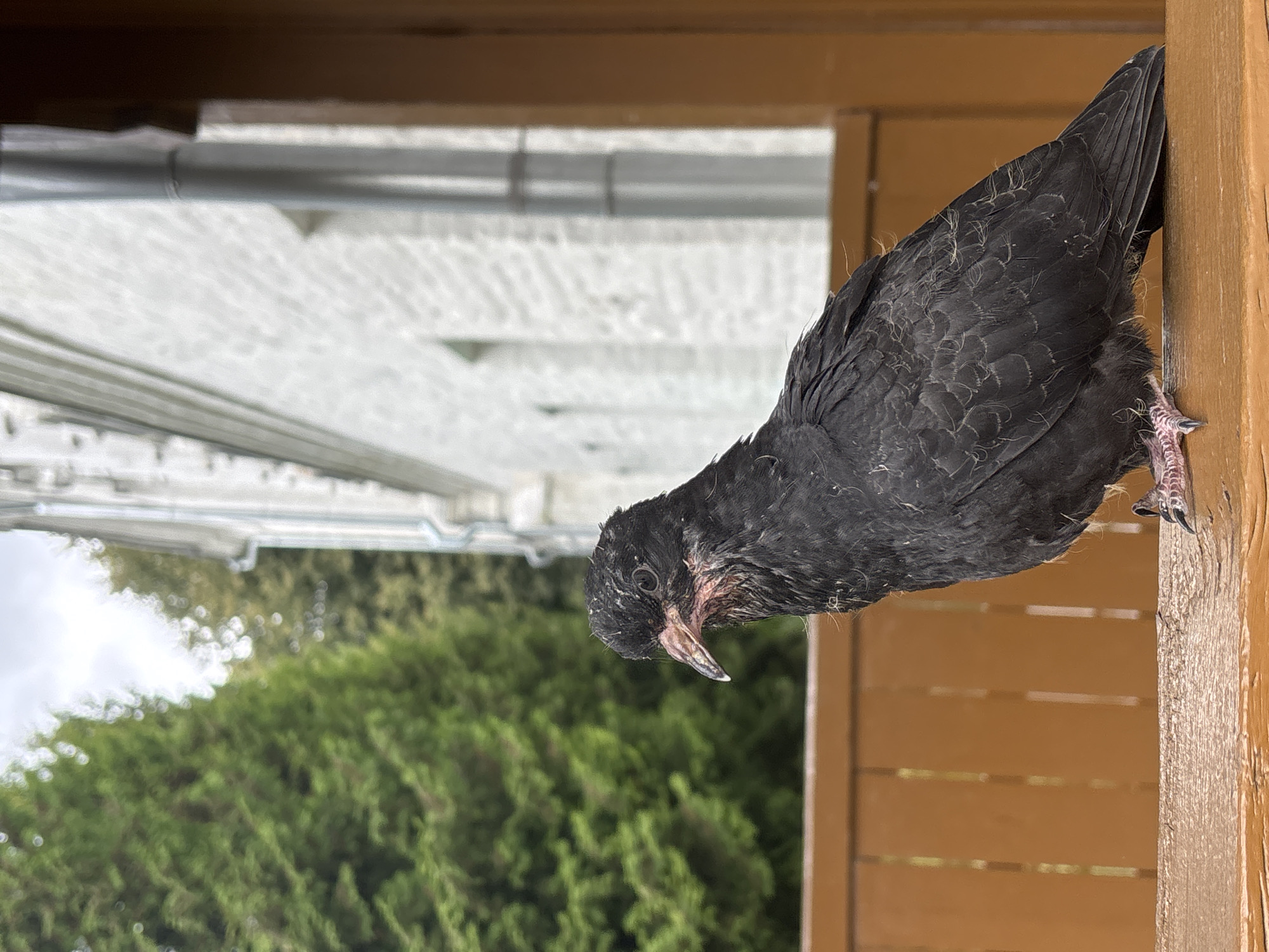 An adult pigeon with dark gray feathers is perched on a wooden railing. The pigeon is facing to the left, with its head turned slightly towards the camera. Its beak is pink, and its eyes are dark. The background features a blurred green tree and a white building. The scene appears to be outdoors, possibly on a porch or balcony. This image was taken in Zvenigorod, Russia.