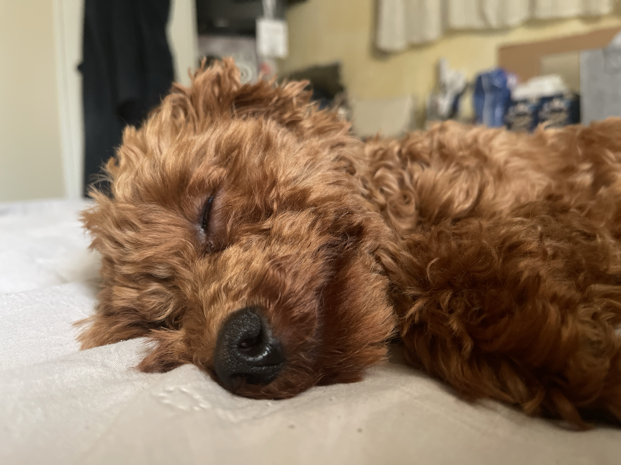 A reddish-brown, curly-haired dog is depicted sleeping on its left side, positioned on a light-colored, textured surface, likely a bed or sofa. The dog's eyes are closed, and its black nose, the most sharply focused element, is prominent towards the bottom center of the frame. Its dense, matted fur appears consistent with a poodle or similar breed. The background is significantly out of focus, indicating a shallow depth of field. To the immediate left of the dog, a light-colored wall transitions to a dark, vertical object, possibly hanging clothing or a door frame. Further to the right in the blurry background, a domestic interior is suggested by vague shapes including what appears to be a light-colored window covering or curtain at the top, a yellowish wall section, and indistinct household items, some appearing blue, suggesting containers or textiles. The scene represents an indoor residential environment, specifically located in the city of Sofia, Bulgaria. No individuals are visible, and the dog is in a state of repose.