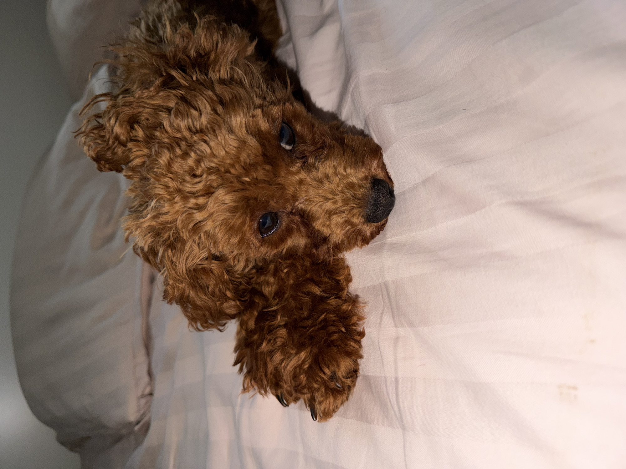 A toy poodle with curly brown fur is lying down on a bed with striped pink bedding. The dog is looking downwards with its head resting on the bed. Its eyes are dark and its nose is black. The bedding appears to be slightly rumpled, and there are a few small, indistinct stains on the fabric in the lower left quadrant of the image. The background is out of focus, showing a pillow. The lighting is dim and appears to be artificial. There is no identifiable information to determine the location as Sofia, Bulgaria.