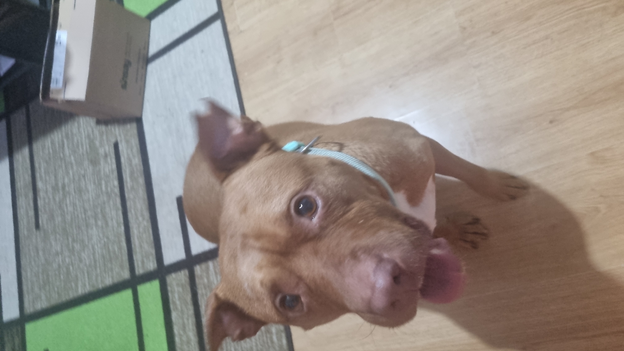 An indoor, high-angle shot captures a light brown dog, likely a Pitbull-type breed, looking directly up at the camera. The dog has short, fawn-colored fur with some white markings visible on its chest. It wears a light blue collar with a silver buckle. Its ears are partially perked, and its dark brown eyes appear wide and attentive. Its dark pink nose and a portion of its tongue, slightly protruding from the side of its mouth, are visible.
The dog is positioned on a light-colored wooden floor. To the left and behind the dog, a rug with a geometric pattern is visible, featuring squares and lines in shades of green, grey, black, and white. A light brown cardboard box, partially open with some white labels, rests on the rug in the background. Blurry, illegible text is visible on the side of the box. The lighting suggests an indoor setting during the daytime.