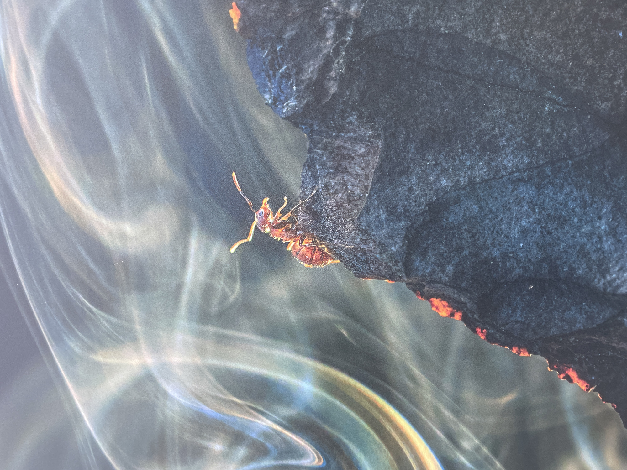 A close-up image captures a small, reddish-brown insect clinging to a rough, dark surface. The insect's antennae are prominently visible, and it appears to be grasping the surface with its legs. The background is a swirling, light-colored pattern with hints of yellow and blue. There is no evidence to suggest it is in the city of Sochi, Russia.