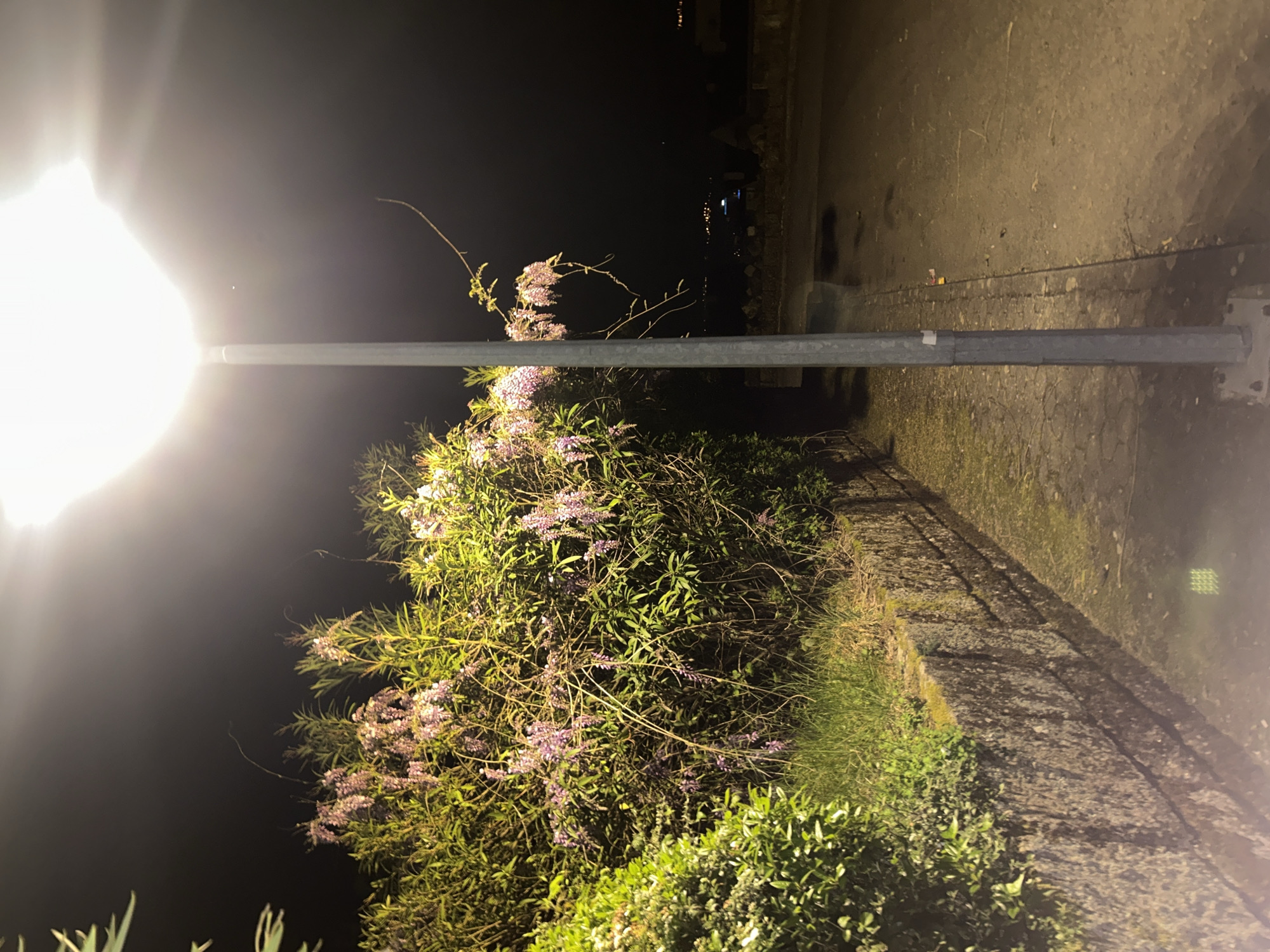 The image depicts a night scene in Vila Real, Portugal. A bright street lamp illuminates a bush with purple flowers that grows along a stone wall. The light also casts a glow on a section of sidewalk and reveals a view of the city lights in the background. The photograph is taken at an angle, with the lamp post visible to the left.
