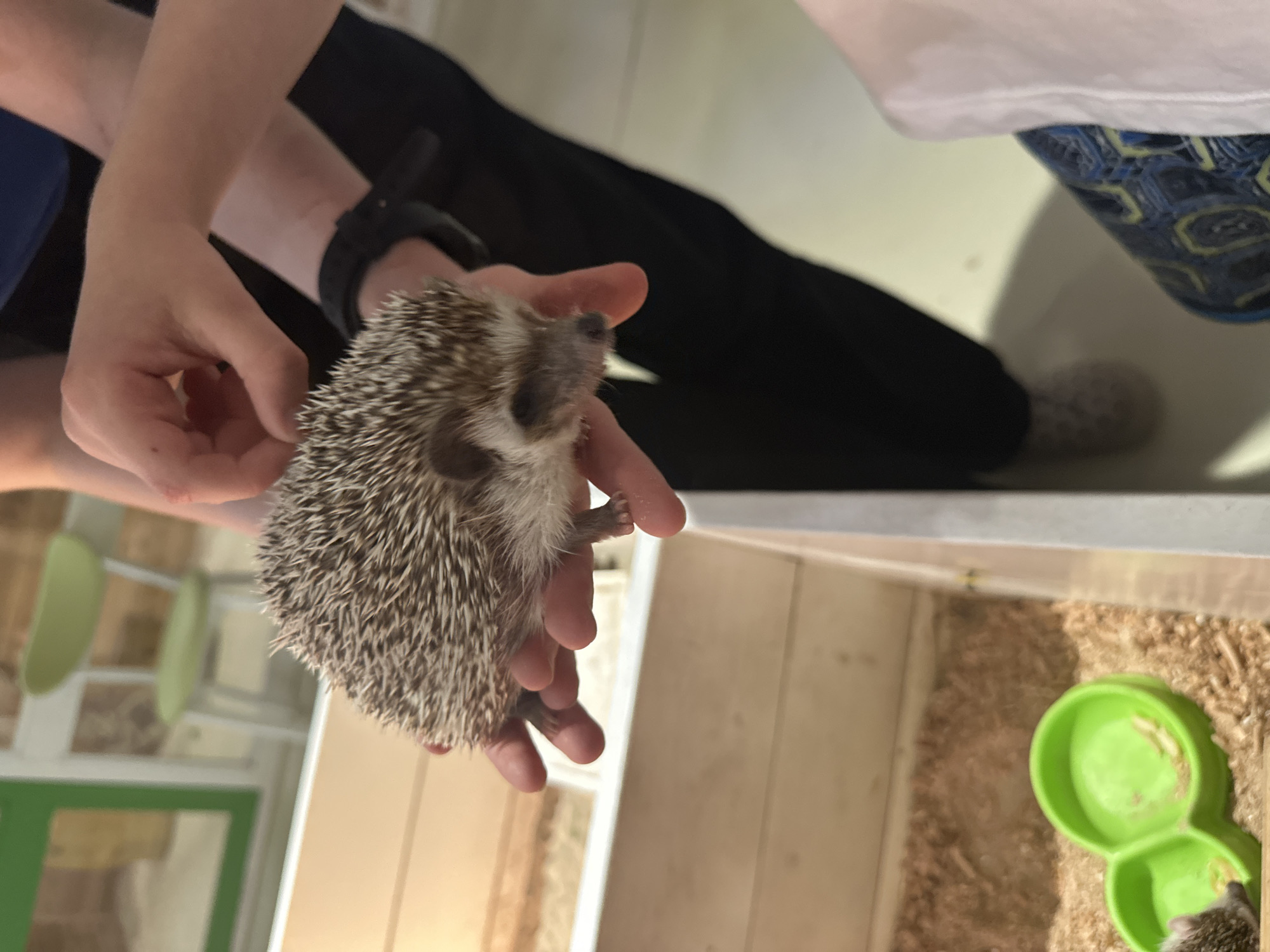 The image shows a close-up of a person's hands holding a small hedgehog. The hedgehog is prickly with brown and white quills and has a dark nose and eyes. One of the person's hands is supporting the hedgehog's belly, while the other appears to be gently touching its back. The person is wearing black pants and a blue shirt, and a black watch is visible on their wrist. The background is slightly blurred but reveals an indoor setting with light-colored wooden walls and bedding material, possibly shavings or straw, on the floor. A bright green, double-compartment food bowl is also visible in the bedding. The lighting suggests an indoor environment, possibly during the day, with artificial light contributing to the overall illumination. The scene evokes a sense of gentle interaction with a small animal. There is no visible text in the image.