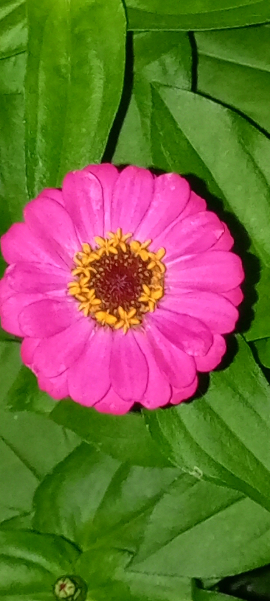 A bright pink zinnia flower with yellow stamens is centered in the frame, surrounded by lush green leaves. The image is a close-up, top-down view of the flower and foliage. The flower is in focus, while the leaves are slightly out of focus, creating a blurred background. The lighting is soft, highlighting the delicate texture of the petals and the intricate detail of the flower's center. The overall impression is one of natural beauty and tranquility. This image was taken in Kirsanov, Russia.