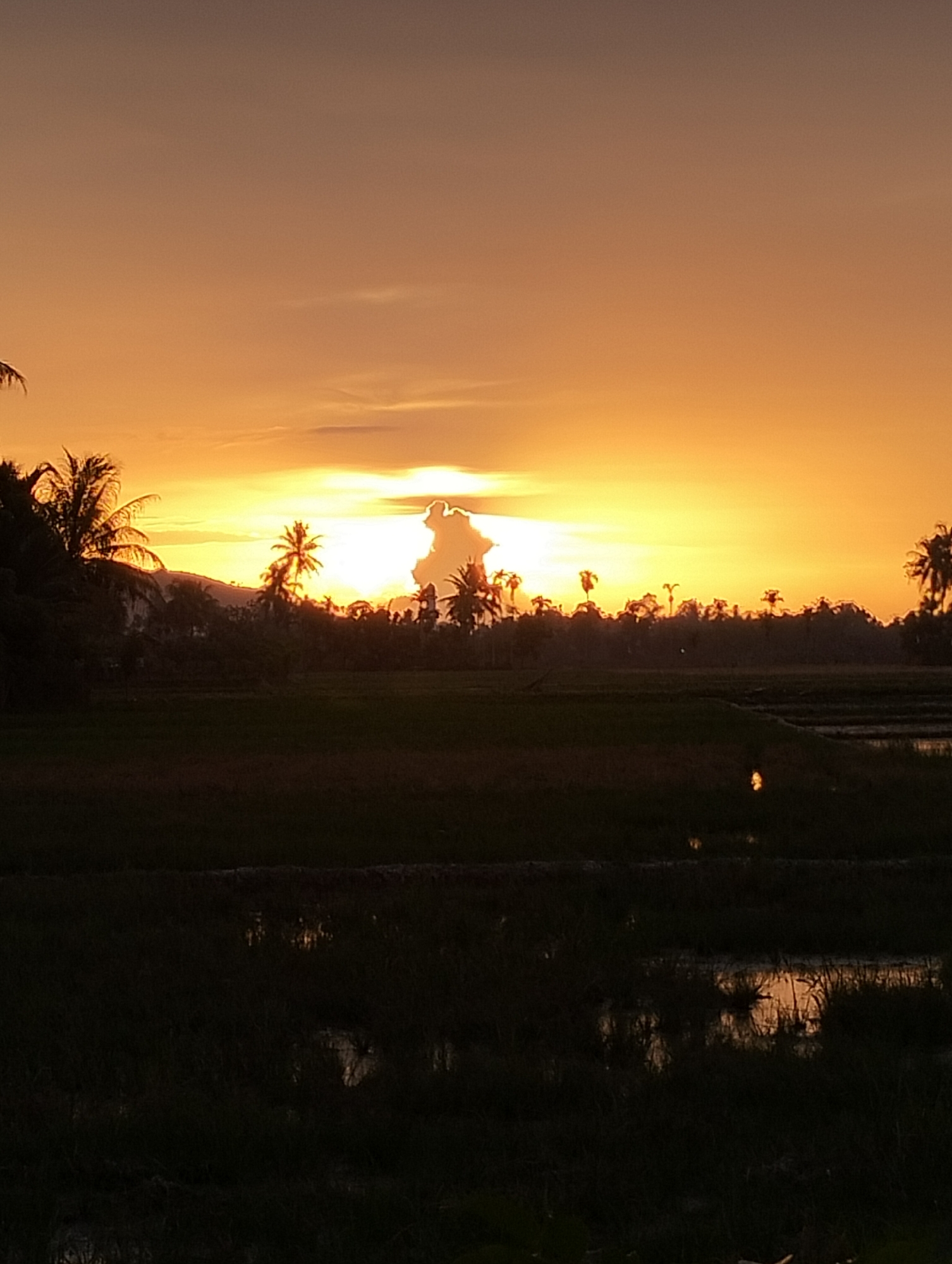 A vertical, full-shot image captures a vibrant sunset over a rural landscape in Meunasahalue, Indonesia. The sky is ablaze with hues of orange and yellow, transitioning to a soft, dusky tone towards the top of the frame. Silhouetted against this dramatic backdrop are palm trees and other vegetation, creating a stark contrast. In the foreground, dark, shadowy fields are visible, with reflections of the sunset shimmering on the waterlogged surfaces. The overall atmosphere is serene and picturesque, evoking the tranquility of a rural evening.