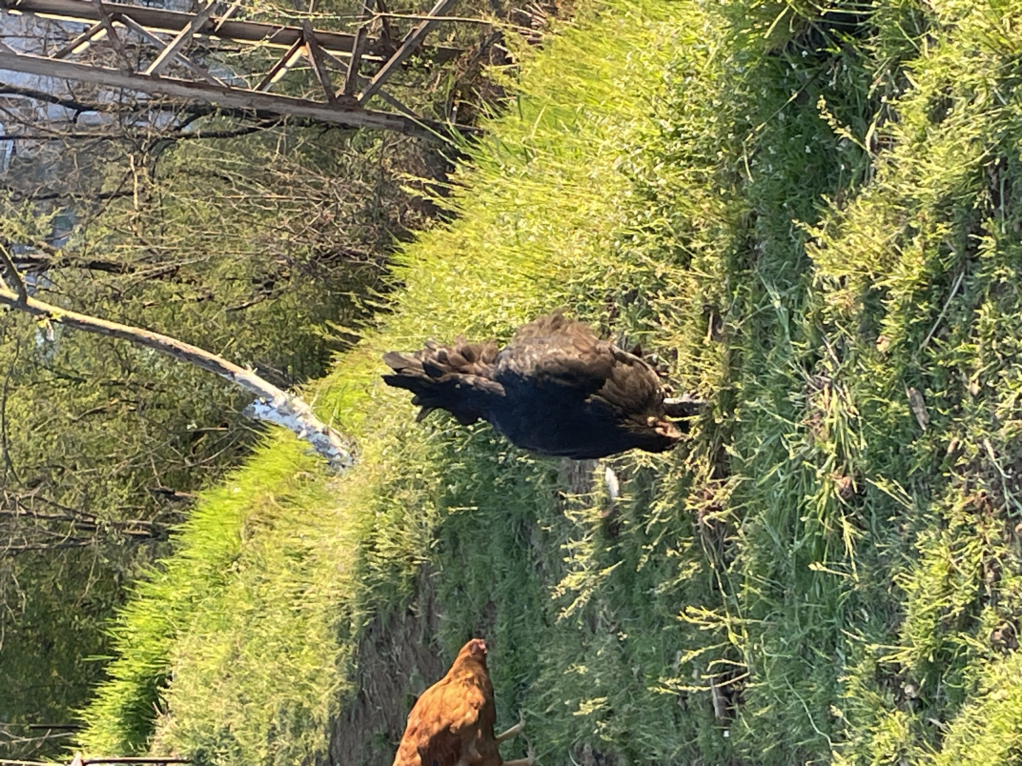 The image shows a grassy area in an outdoor setting. A black hen is positioned in the grass, seemingly perched or resting. Another hen, reddish-brown in color, stands lower down in the frame. In the background, there are trees and a metallic structure, possibly a bridge or utility tower. The lighting suggests it is daytime, with the sun casting shadows and highlighting the textures of the grass and vegetation. The exact location in Zlatograd, Bulgaria, cannot be determined from the image alone without additional landmarks or contextual clues.