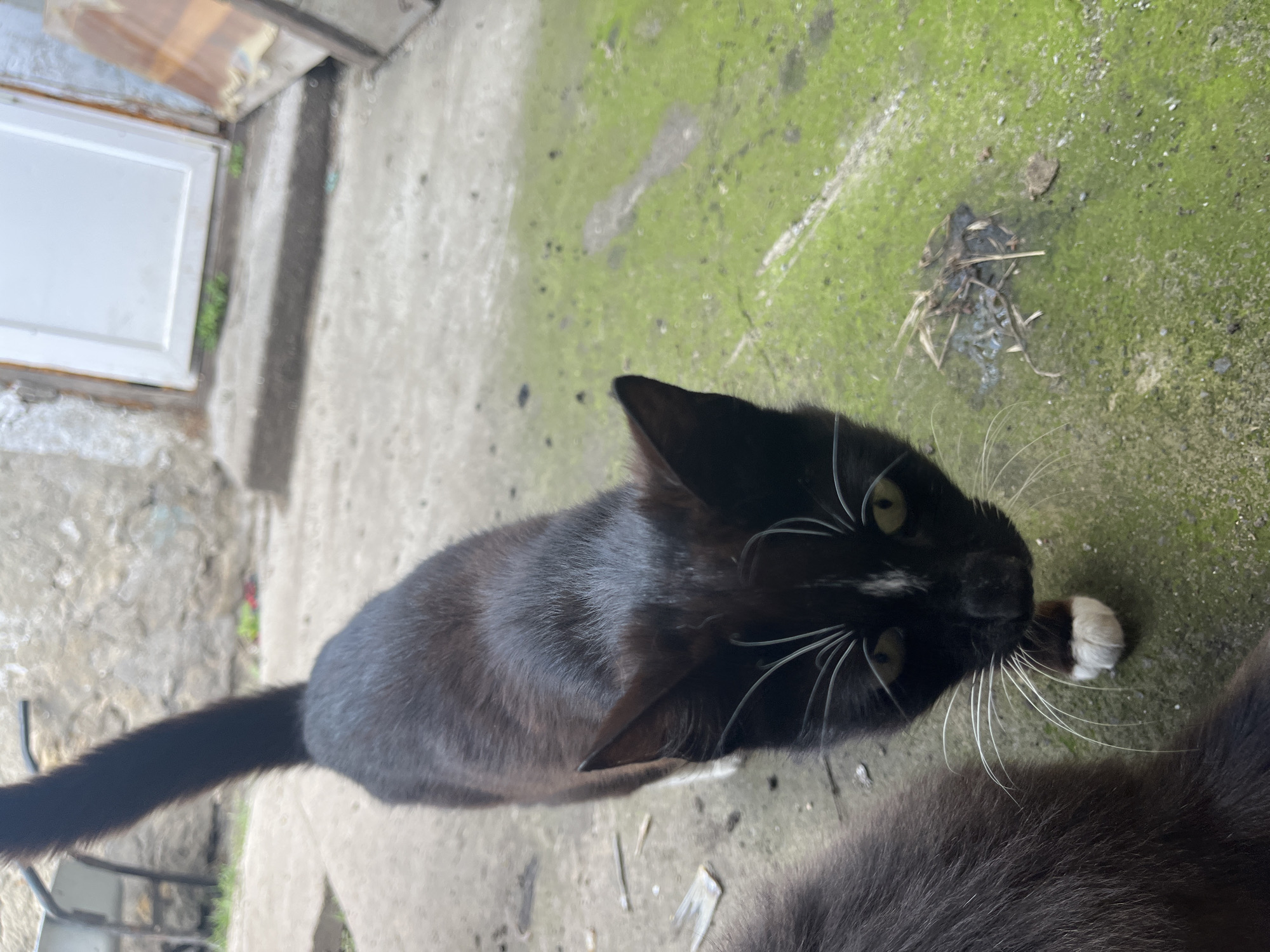 The image captures a close-up, high-angle view of a black cat with white whiskers and green eyes. The cat is partially visible, with its head and upper body in focus. It appears to be sniffing or nudging a small white object near its mouth. Behind the black cat, another dark-furred animal, likely another cat, is visible, with its back and tail extending out of frame.
The scene is set outdoors on a weathered, concrete surface that is partially covered in moss or algae, giving it a green hue in places. Scattered debris, including dry grass and small twigs, litters the ground. To the left of the frame, a portion of a white door or structure with a wooden frame is visible, suggesting an outdoor utility area or entryway. The lighting suggests it is daytime, with diffused light, possibly indicating an overcast sky or shade. The overall mood is neutral, focusing on the interaction of the cats with their surroundings. There is no visible text in the image. The location context provided is Bohunove, Ukraine.