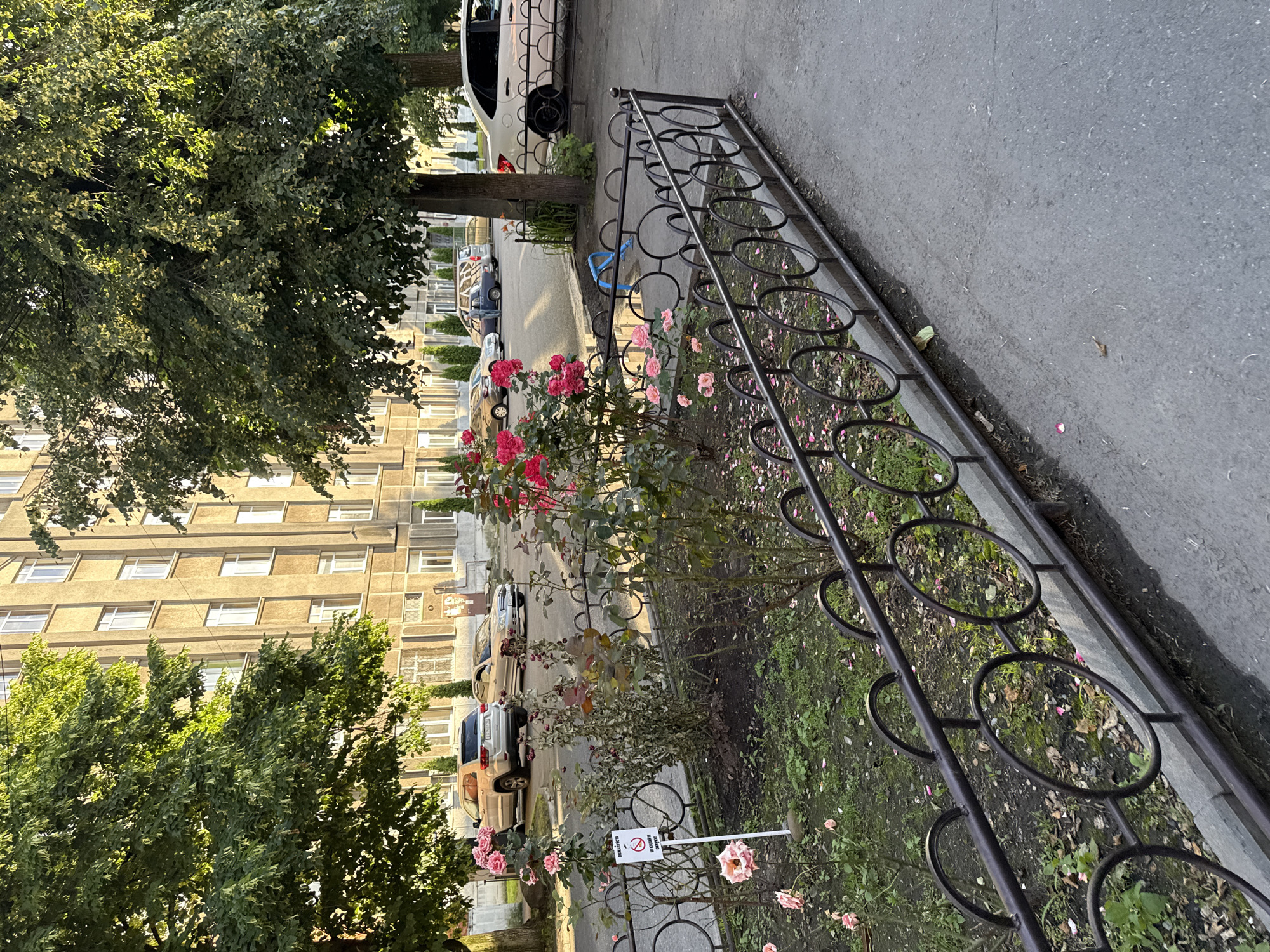 The image captures a street scene in Assinovskaya, Russia, likely during daytime given the natural light. The perspective is from a low angle, looking upwards along a paved sidewalk bordered by a decorative metal fence and a patch of garden.
The main subjects include a multi-story building with a beige facade and numerous windows. Several trees with lush green foliage are in the foreground and mid-ground, partially obscuring the building. A row of parked cars is visible on the street adjacent to the sidewalk, including a white sedan and a couple of SUVs. The garden area features blooming pink roses and other greenery, with fallen petals scattered on the ground. A blue object, possibly a watering can or hose, is visible near the fence.
The activity taking place is unclear, but it appears to be a residential area. The scene is calm and ordinary, with no people prominently featured. The weather seems pleasant, suggested by the green leaves and flowers.
Notable details include the intricate design of the metal fence, which has circular patterns. A small white sign with text is planted in the garden. While the text is blurry, it appears to have multiple lines and possibly a prohibition symbol, indicating a rule or warning. The overall impression is a typical urban or suburban environment in Russia.