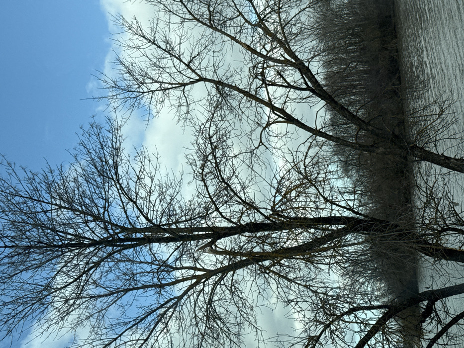 The scene depicts a natural landscape in the city of Zarevo, Russia, likely during late autumn, winter, or early spring given the bare deciduous trees. The upper portion of the image shows a sky with patches of bright blue and scattered white and light gray clouds. Dominating the foreground and midground are several mature deciduous trees, stripped of their leaves, displaying dark, intricate branch networks. A prominent central tree exhibits a noticeable vertical split or fracture in one of its main branches, approximately midway up its trunk. Some tree trunks and branches show greenish or yellowish discoloration, possibly lichen or moss. Below the trees, a body of water, likely a river or large lake, occupies the lower third of the image, showing ripples on its surface. The far bank of the water body is lined with a dense growth of bare trees, forming a darker, somewhat indistinct horizon. No individuals, animals, or man-made structures are visible.