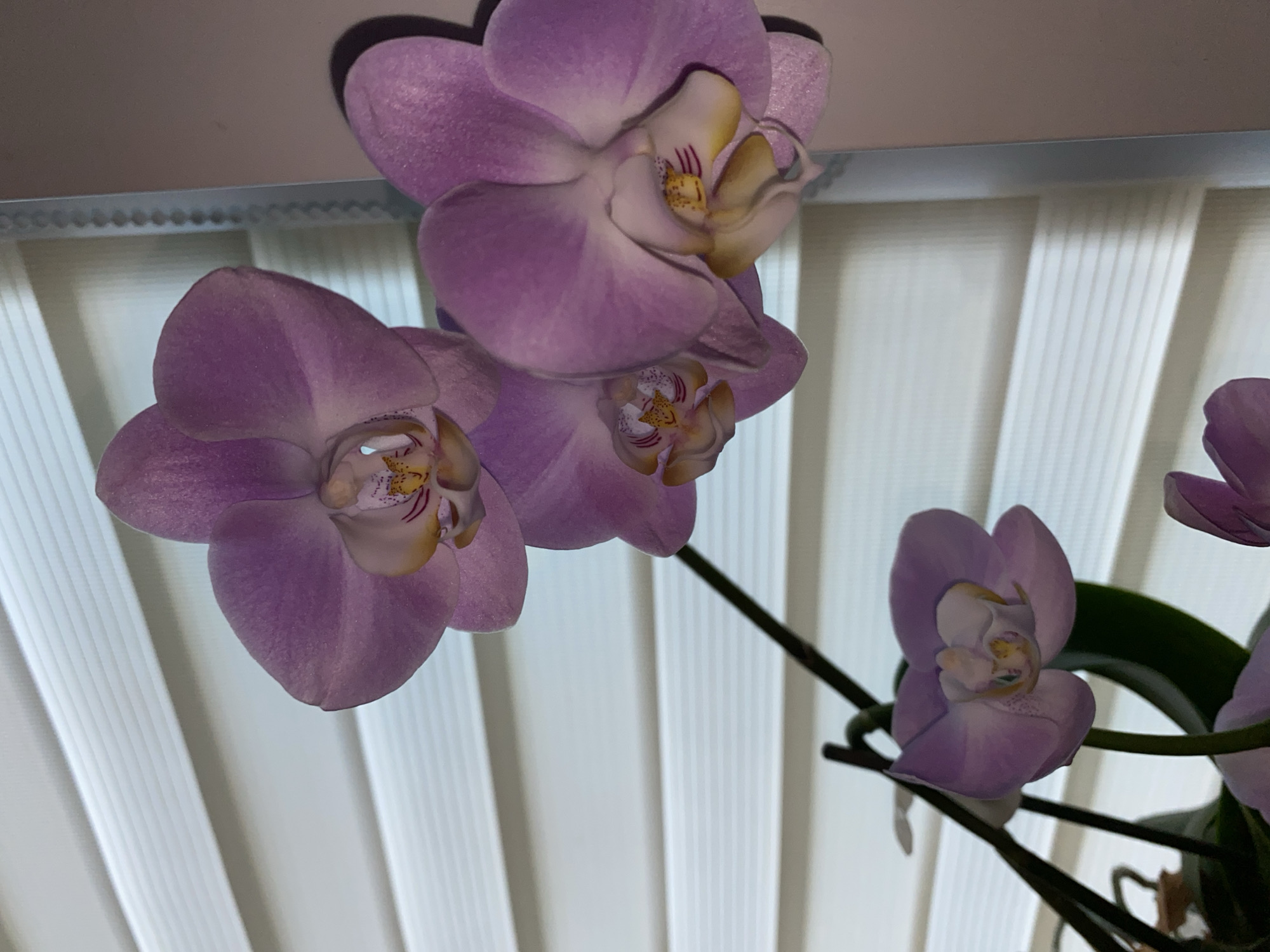 A close-up, vertical shot showcases three delicate, pale purple orchids against a backdrop of horizontal, white blinds. The orchids, with their intricate yellow and magenta centers, are the primary focus. One orchid is prominently displayed in the foreground, with two others clustered behind it. The lighting creates subtle shadows, highlighting the textures of the petals and the stems. The background of the blinds suggests an indoor setting, possibly a home or office. There is no indication of the city of Nizhniy Lomov, Russia, or any specific location within it. The image is purely of the orchids and their immediate surroundings.