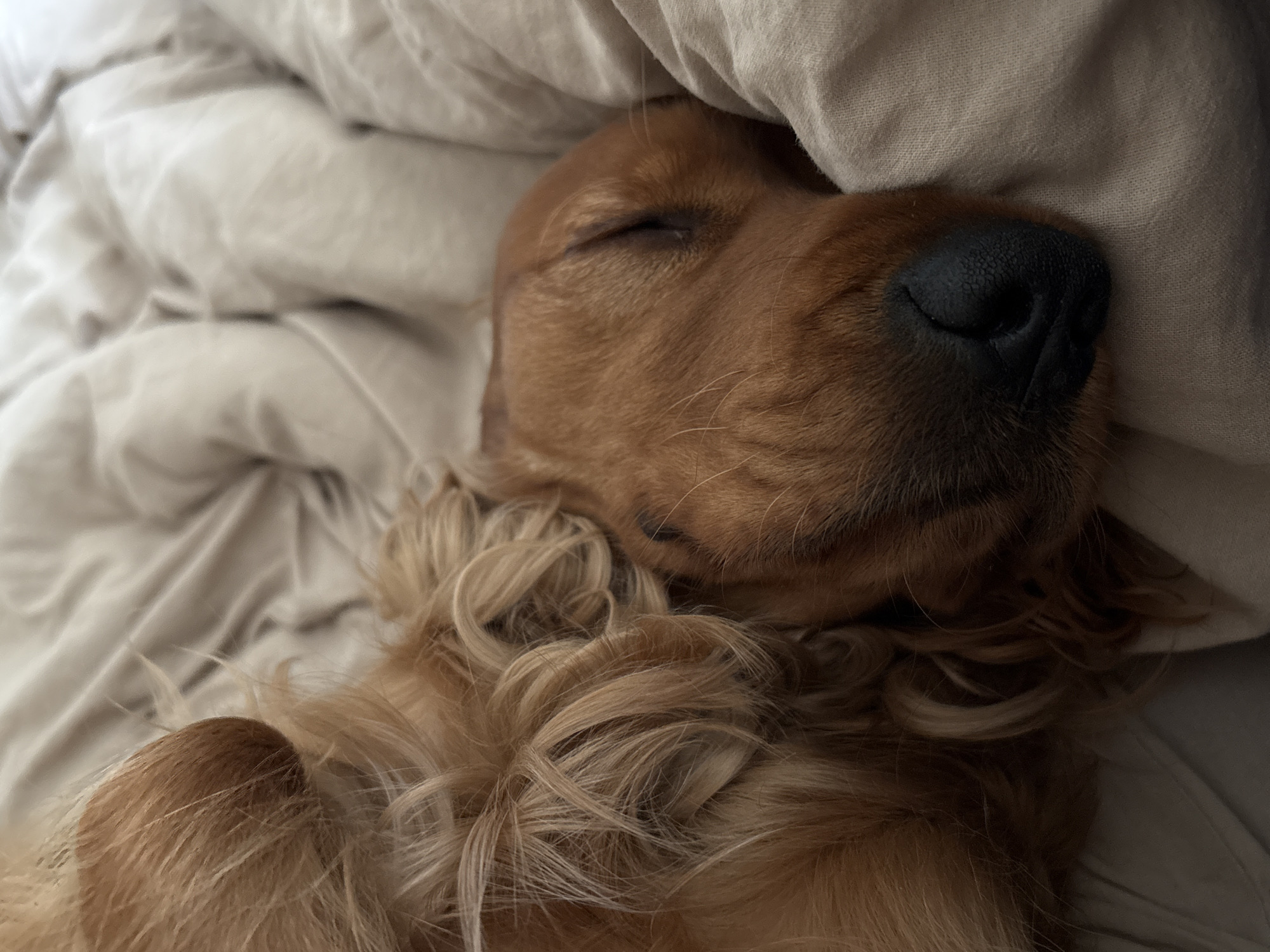 A dog is sleeping on a beige blanket. The dog has light brown fur and its eyes are closed. The blanket is soft and wrinkled, creating shadows and highlights. The scene appears to be indoors, possibly in a bedroom. There is no discernible information about the location in Krasnoyarsk, Russia.