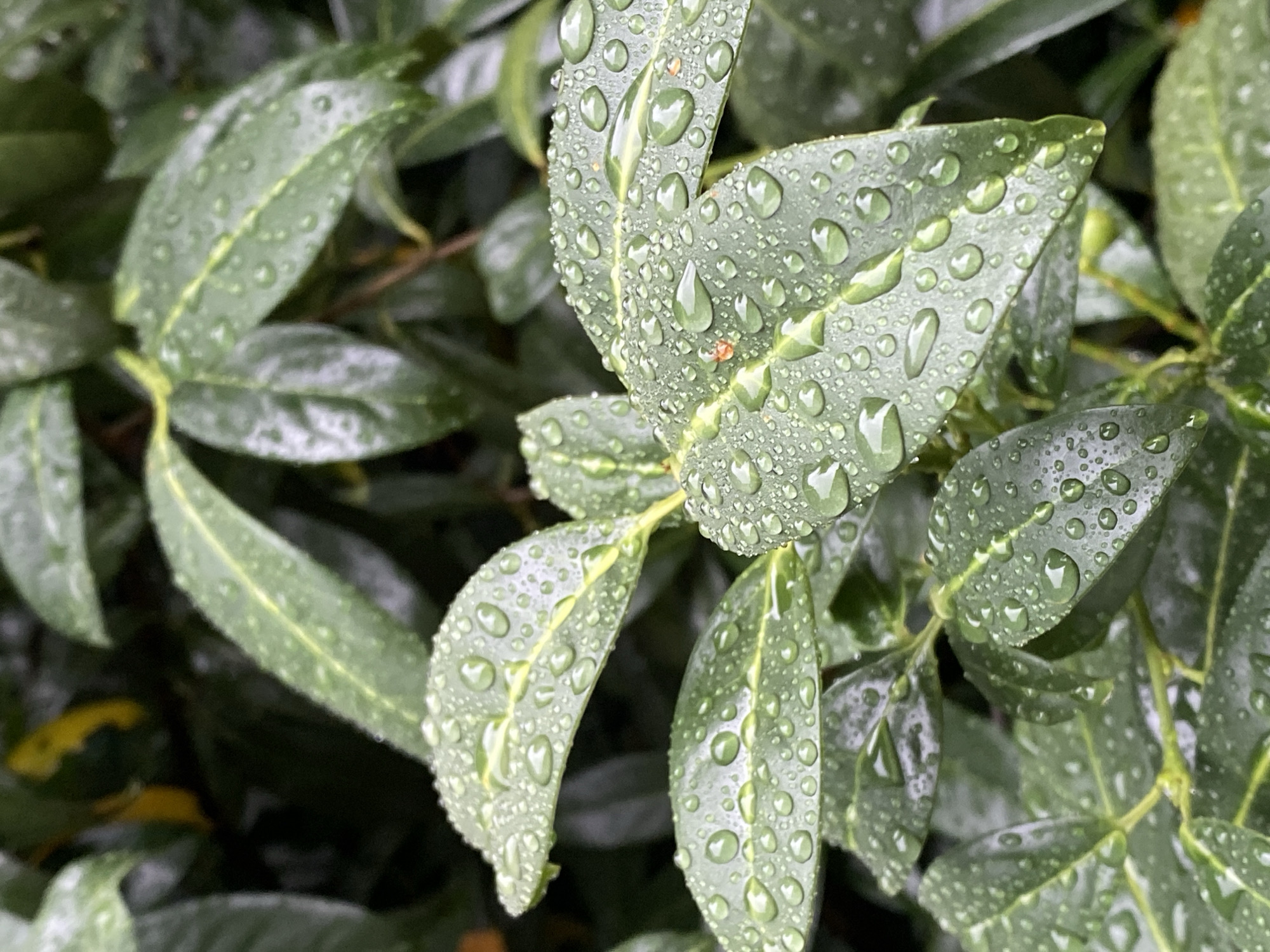 The image shows a close-up of green leaves covered in water droplets. The leaves are lush and appear to be part of a bush or tree. The water droplets are of various sizes and are scattered across the surfaces of the leaves, reflecting light and creating a glistening effect. The background is blurred, suggesting a shallow depth of field, and consists of more green foliage. There is no indication of people or any urban elements in the image. The scene is natural and focuses on the texture and detail of the wet leaves. There is no information in the image to suggest a specific location in Bad Sachsa, Germany.