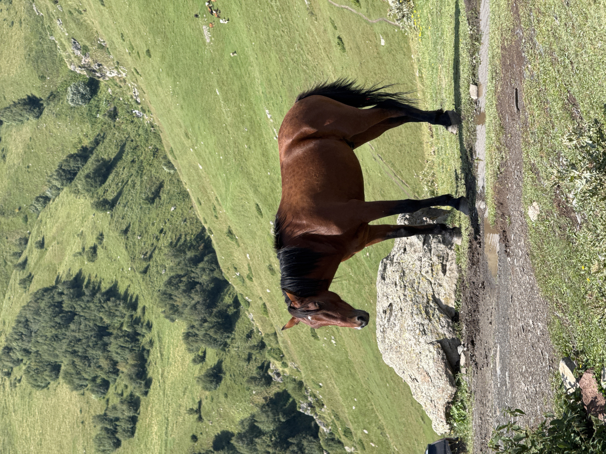 A brown horse stands in a muddy patch of ground in a mountainous landscape. The horse is facing left with its head down. Behind the horse, the ground slopes upward, covered in green grass and scattered trees. In the distance, a herd of animals, possibly cows, graze on the hillside. The sky is not visible in the image. The image appears to have been taken in a rural, outdoor setting.