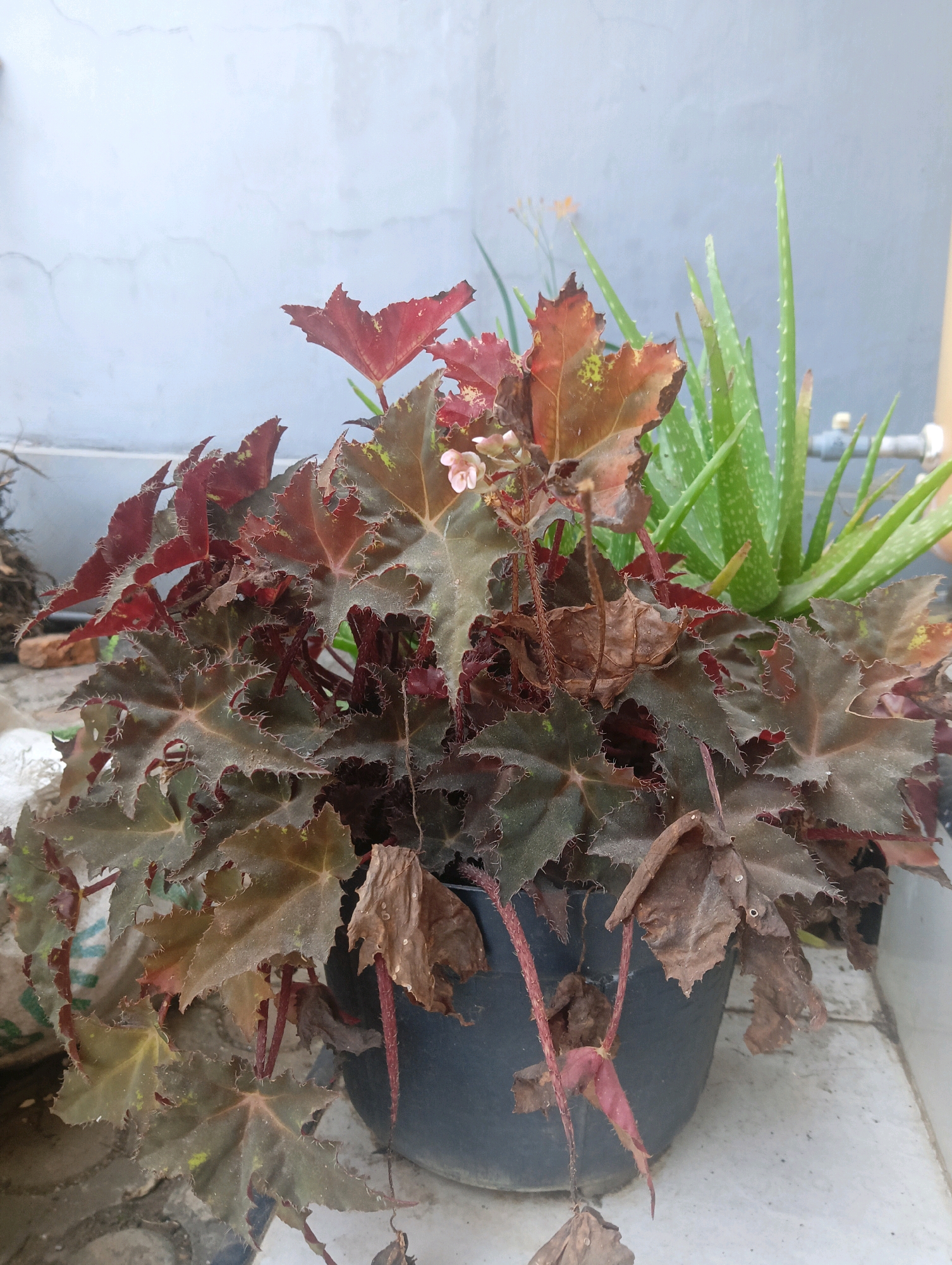 A potted plant with dark, serrated leaves and some reddish-brown and yellow coloration sits in the foreground, slightly to the left. The plant has a few small, pale pink flowers. Behind it, to the right, is a cluster of green aloe vera plants. The background consists of a textured, light gray wall. The scene appears to be outdoors, possibly in a courtyard or on a patio, with a tiled surface visible below the pots. The lighting suggests it is daytime. The image is a medium shot, focusing on the plants. There is no indication of the location being specifically within the city of Kromengan, Indonesia, beyond the provided context.