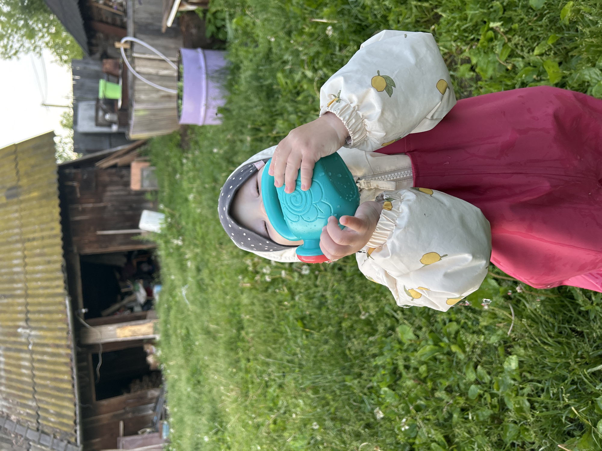 This image captures an outdoor scene in the city of Азинский, Russia, featuring a young child in a grassy environment.
The central subject is a child, positioned prominently in the foreground and center, with their head tilted backward and face partially obscured by a turquoise plastic toy watering can. The child wears a dark, polka-dotted head covering, an off-white jacket adorned with yellow lemon patterns, and bright magenta-colored waterproof overalls. Water droplets are visible on the child's left jacket sleeve, the watering can, and the upper section of the pink overalls, suggesting recent interaction with water. The child holds the watering can with both hands, appearing to bring it to their mouth or pour its contents.
The immediate foreground and midground consist of green grass, mixed with lighter green weeds and numerous white dandelion seed heads.
In the background, to the left, stands a weathered wooden shed or outbuilding. It features a sloping, corrugated roof covered in a greenish-yellow growth, indicative of age. Two dark, open entrances or bays are visible on the building's facade, revealing cluttered and indistinct interiors.
To the right in the background, a wooden fence line and various garden or yard elements are present. These include a large, pale wooden barrel-like container with a translucent tube extending from it, a smaller vibrant purple metal barrel containing green vegetation, and a bright green bucket positioned behind the wooden barrel. Another structure with a dark roof is partially visible further to the right. The sky overhead is light, and some distant foliage is discernible.