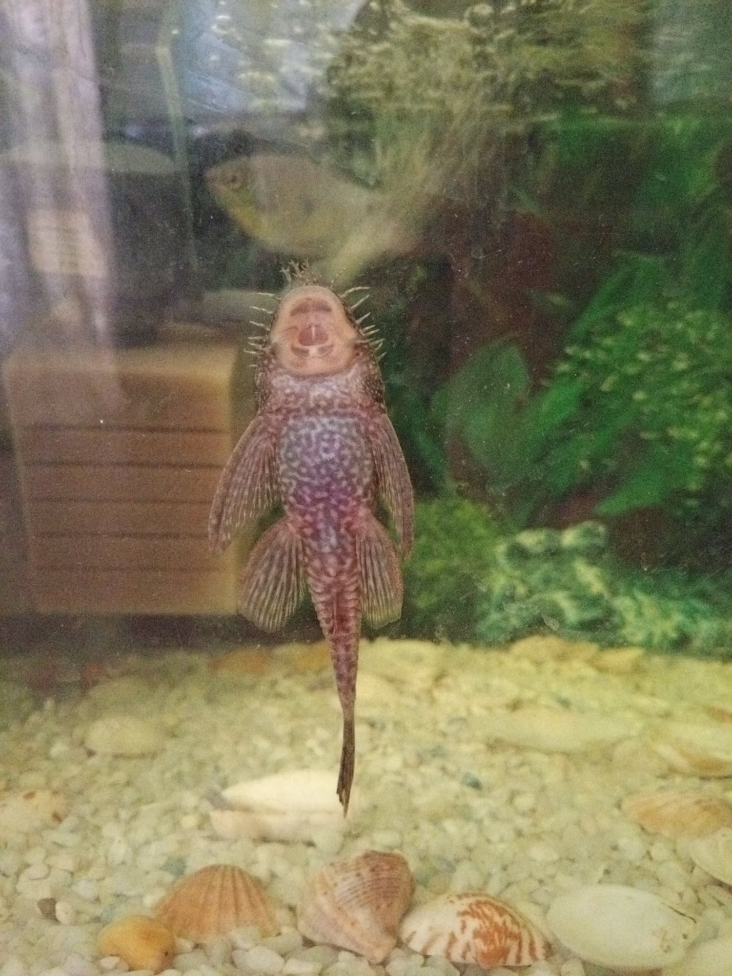 An upside-down plecostomus fish adheres to the glass of an aquarium. The fish's patterned underside is visible, with dark speckles on a lighter background. Its head faces downwards, revealing a mouth and small eyes. Several smaller fish swim in the background of the aquarium, which contains green, artificial plants and a rocky substrate with shells. A brown, wooden object is visible to the left of the frame. The image is a close-up shot of the aquarium, with the majority of the frame occupied by the plecostomus.