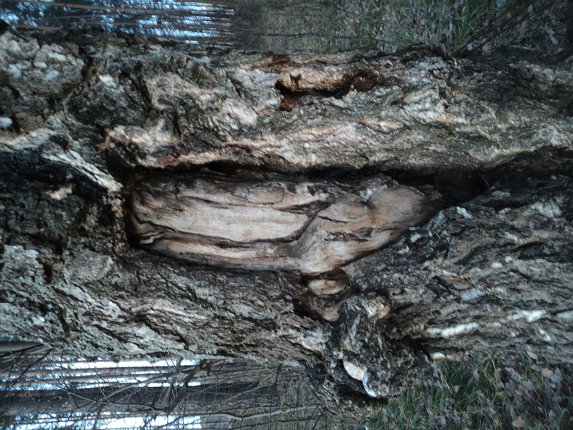 The image shows a close-up of a fallen tree trunk in an outdoor environment. The bark is thick, deeply furrowed, and weathered, with a range of gray and brown tones. A large cavity exists in the trunk's side, revealing the lighter-colored wood beneath. Some greenery and dead leaves are visible on the ground to the right, suggesting the presence of grass or other vegetation. Thin branches from other trees are visible in the background, with glimpses of light shining through, suggesting a wooded area.
The image's description includes the city name Chaikovsky and Russia. This suggests that the photo was taken in or near Chaikovsky, Russia.