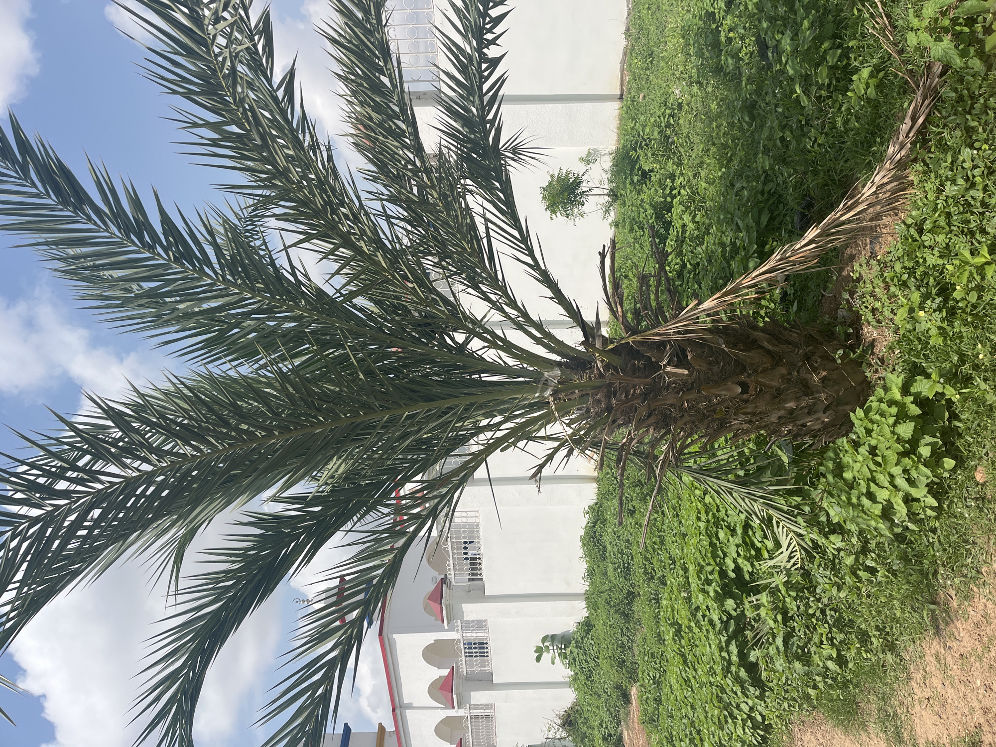 A palm tree stands in the foreground, its fronds spread wide against a sky with scattered white clouds. Behind the tree, a white wall with arched openings and red-capped pillars borders a property. A white building with red trim is visible beyond the wall, suggesting a residential or institutional setting. The ground is covered in dense green foliage, with a dirt path to the left of the frame. The scene appears to be located in Barako, Nigeria.