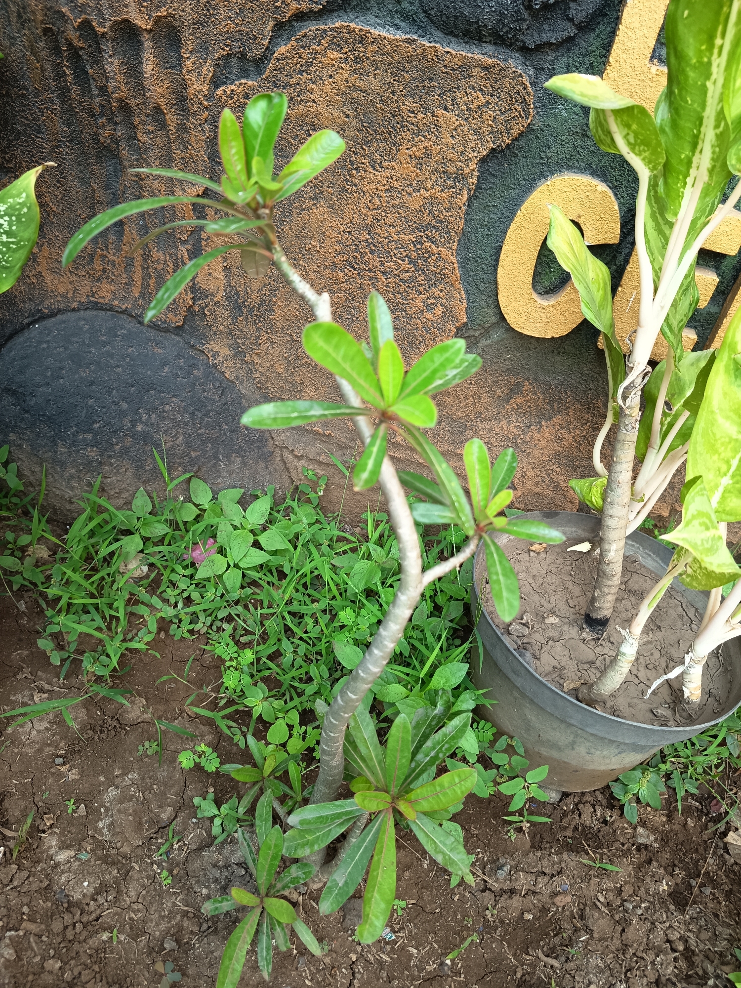 In Gebangan, Indonesia, a close-up, high-angle shot captures a textured brown and black wall with a large, golden, raised letter 'G' visible on the right side. In front of the wall, a dark gray plastic pot contains a plant with thick, pale green stalks and large, variegated green and white leaves. To the left of this potted plant, a smaller, slender plant with a thin, light-colored trunk and clusters of green leaves grows from the dry, cracked soil. Surrounding these plants is a patch of short, green grass with some small, delicate pink flowers interspersed within it. The soil appears dry and is cracked in several places. The overall scene is an outdoor environment, likely a garden or patio area.