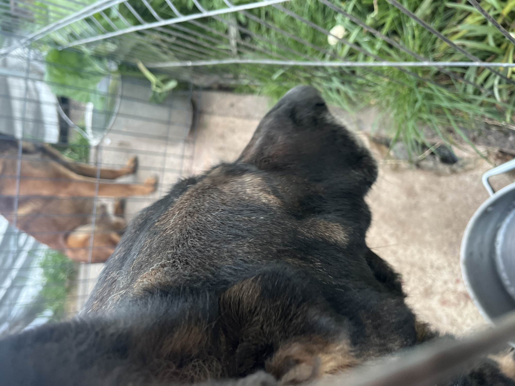 The image presents a high-angle view of a large dog, likely a German Shepherd, positioned inside a wire enclosure. The dog's back and head, covered in black and tan fur, dominate the foreground. Its head is turned towards the right side of the frame, suggesting it is looking outwards or upwards.
The enclosure is made of metal wire mesh, visible throughout the image and partially obscuring the background. Beyond the wire fence, a patch of vibrant green grass can be seen, indicating an outdoor setting. The ground immediately outside the enclosure appears to be dirt or earth, with some sparse vegetation.
Within the enclosure, towards the left background, blurred brown shapes resembling the legs of another animal, possibly a second dog, are faintly visible through the wire. On the right side of the frame, a silver metal bowl, typically used for food or water, is partially visible on the ground inside the cage.
The scene is brightly lit, consistent with daylight, possibly sunny weather, which highlights the texture and color variations in the dog's fur. The dog's posture suggests it is either standing or sitting calmly within its confined space. No text is visible in the image. The location is Burgas, Bulgaria.