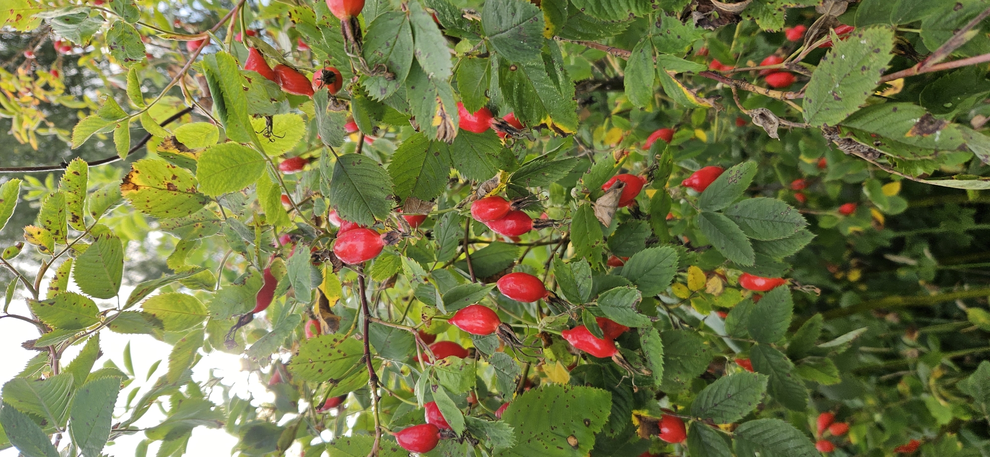 In a close-up, vertically oriented shot, rose hips are prominently displayed on branches of a rose bush. The rose hips, varying in ripeness, are a vibrant red, some appearing almost translucent. They hang in clusters and individually from thin stems, with some still attached to withered sepals. The leaves of the rose bush are predominantly green, with some showing signs of autumn, exhibiting yellowing and brown spots, giving them a slightly mottled appearance. The background is a soft blur of green foliage and hints of a brighter, overcast sky, suggesting an outdoor setting likely in a natural or semi-natural environment. The image composition focuses on the details of the plant, with the rose hips being the primary subjects. The overall impression is one of late summer or early autumn bounty, with the natural beauty of the plant life captured in detail. The location is identified as Mazalawski Sel'ski Savet, Belarus, indicating a rural or semi-rural setting within this administrative region.