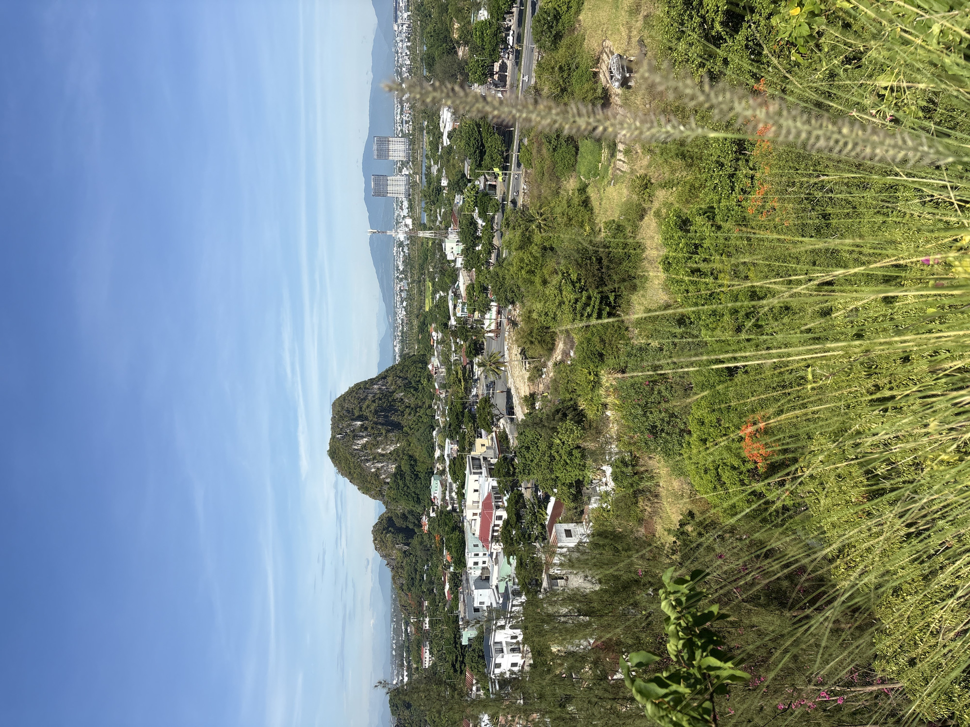 The image captures a panoramic view of the Sơn Trà district in Đà Nẵng, Vietnam, on a clear, sunny day. The foreground is dominated by tall, green grass and foliage, with some dry, wispy stalks in sharp focus.
In the midground, a collection of white and light-colored buildings with red tile roofs are nestled amongst lush green trees. A paved road winds through the area, with a few vehicles visible. Further back, a prominent, rocky, green-covered mountain rises significantly above the surrounding landscape.
The background reveals a broader cityscape with more modern, taller buildings, including two prominent twin-towered structures, and a distant mountain range under a pale blue sky with wispy clouds. The scene conveys a sense of a thriving urban area integrated with natural mountainous and green spaces.