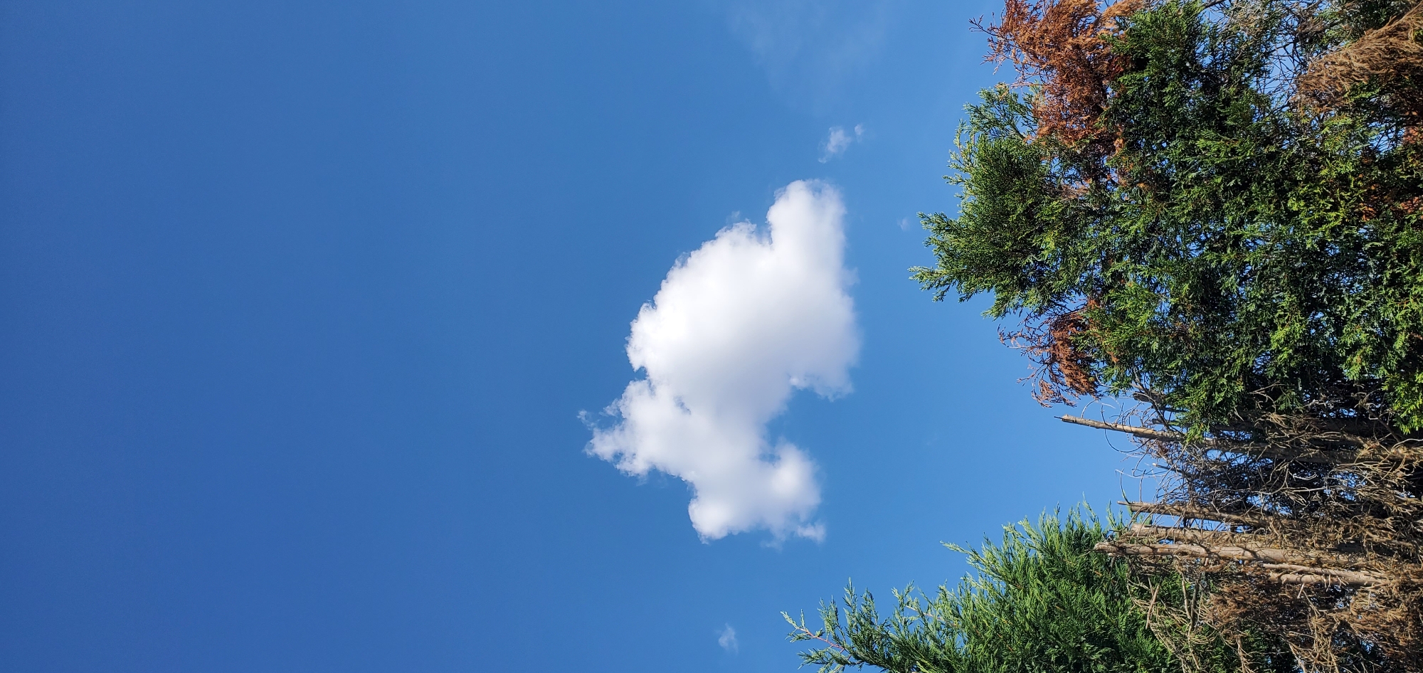 The media file captures a low-angle view of a bright blue sky on a sunny day, with a single fluffy white cloud drifting near the center. The scene is framed by the branches of two coniferous trees. The tree on the right is partially dead, with a mix of green and brown foliage, while the tree on the lower left is fully green and vibrant. The clear sky suggests pleasant weather, and the upward angle hints at a location outdoors, possibly a park or garden, in Γαλλικός, Greece. No people or text are visible. The overall impression is one of a serene, natural setting on a clear day.
