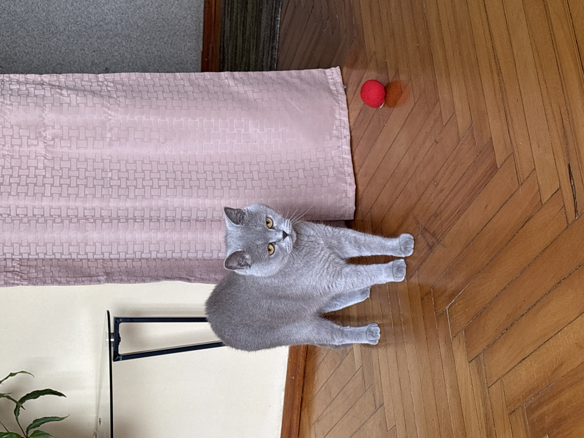 A grey British Shorthair cat stands on a wooden parquet floor in front of a pale pink textured curtain and a grey textured wall. The cat is facing slightly to the right with its tail slightly raised. To the right of the cat, a small red ball rests on the floor. To the left of the cat, a glass-topped console table with black metal legs is partially visible against a cream-colored wall. A houseplant is on the table. The floorboards are laid in a herringbone pattern. The scene is indoors, likely in a residential setting in Ternopil, Ukraine.