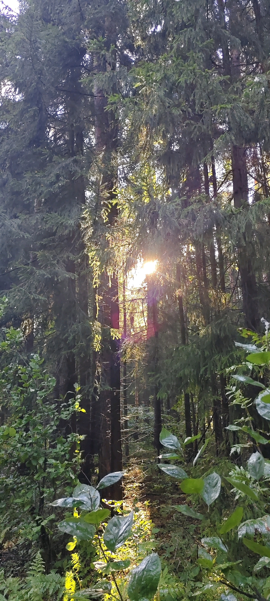 The image depicts a sunlit forest scene. Tall evergreen trees with dense foliage dominate the frame, creating a canopy through which sunlight filters, casting dappled light and shadows on the forest floor. In the lower foreground, lush green foliage and leaves are visible, some of which appear wet, reflecting the light. The overall impression is of a natural, serene environment within a forest. The specific location of Sokolovo, Russia is not discernible from the visual information in the image. There are no people, animals, or discernible man-made objects present in the scene.