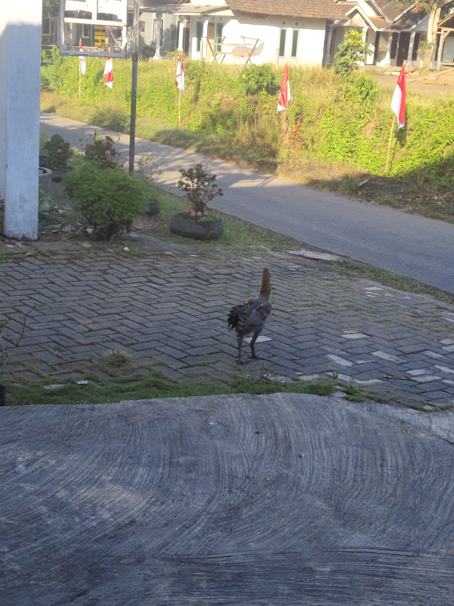 The image depicts a rooster standing on a paved walkway made of interlocking gray bricks in front of a residential area. In the background, a road runs alongside a grassy slope dotted with red and white flags on wooden poles. Houses with white walls and tiled roofs are visible beyond the grassy slope. A potted plant with pink flowers sits on the right side of the walkway. The scene appears to be set in Bangsalsari, Indonesia, given the presence of the red and white Indonesian flags. The lighting suggests it is daytime, with shadows cast by the surrounding elements.
