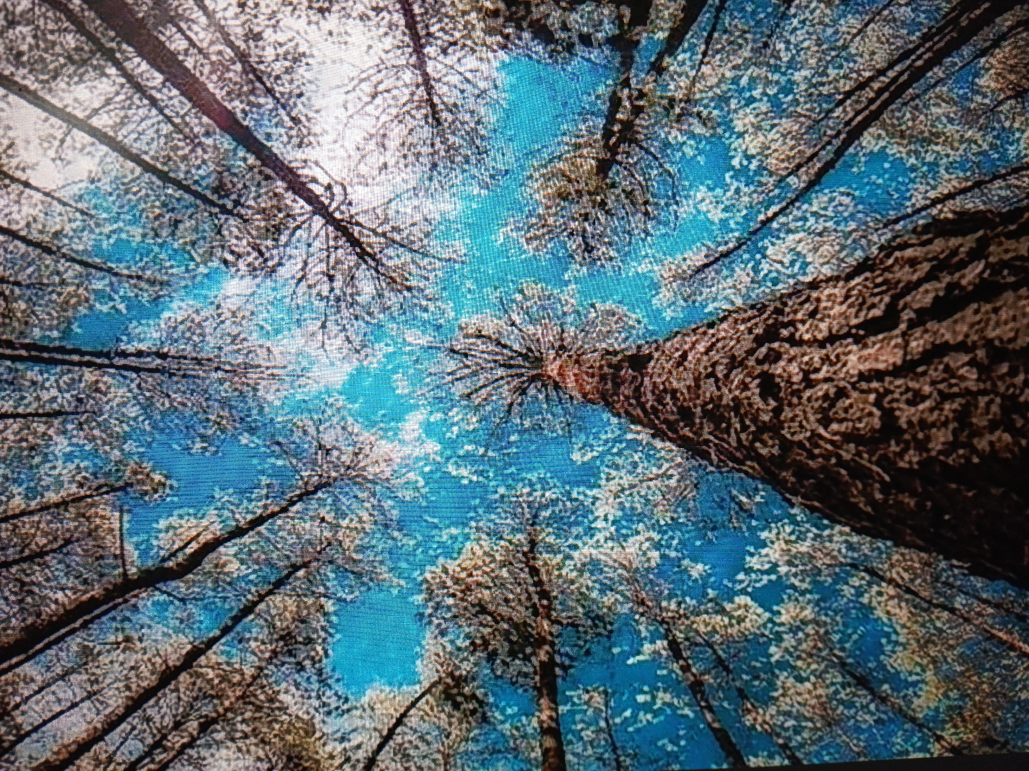 The image is a low-angle shot looking up through a canopy of trees towards a bright blue sky. The trunks of several trees are visible, with one large trunk dominating the foreground, showing rough, textured bark. The branches and leaves of the trees create a dense, intricate pattern against the sky. The leaves appear to be light-colored, possibly white or pale yellow, and are clustered together, creating a dappled effect. The sky is a vibrant, clear blue with some areas of brighter light suggesting the sun is shining through the leaves. The scene is an outdoor environment, likely a forest or park, given the density of the trees and the natural lighting. There are no people or any man-made structures visible in the frame.