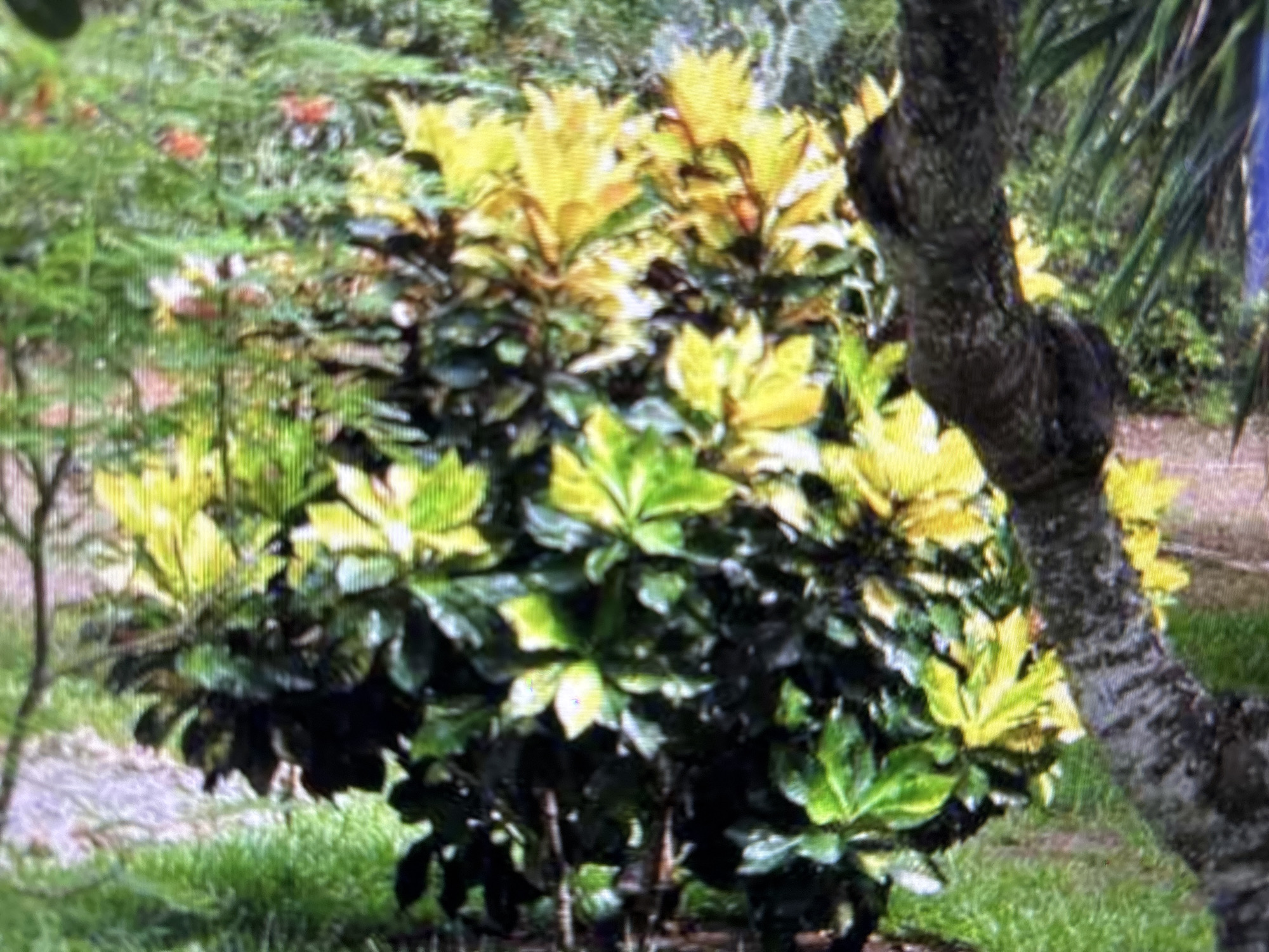 A shrub with multi-colored leaves, primarily yellow and green, stands in a garden setting. The shrub is bushy and appears to be well-maintained. In the background, there are other plants and trees, suggesting a park or a landscaped area. A portion of a tree trunk, dark and rough, is visible on the right side of the image. The ground is covered with grass and some visible soil or mulch. The lighting suggests it is daytime. The image does not contain any people or recognizable landmarks. The location in Sofia, Bulgaria, is not evident from the visual information presented in the image.