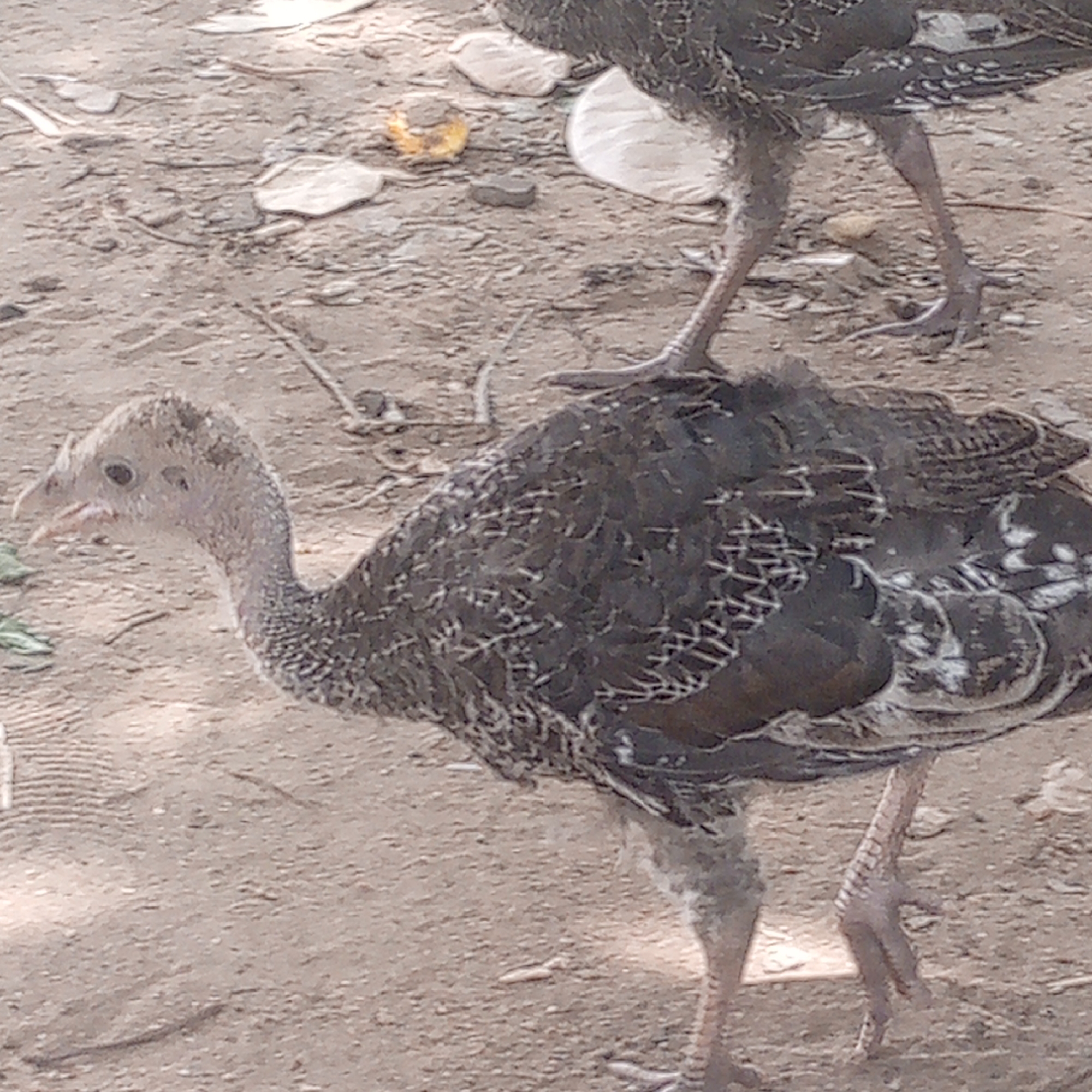 The image shows two young turkeys in an outdoor, dirt-covered environment, likely in Adankolo, Nigeria. One turkey is in the foreground and facing left. Its feathers are predominantly dark with white markings, and it has a slender neck and head. The second turkey is in the background, partially obscured. There are scattered pieces of debris on the ground. The overall environment suggests a rural or semi-rural setting.
