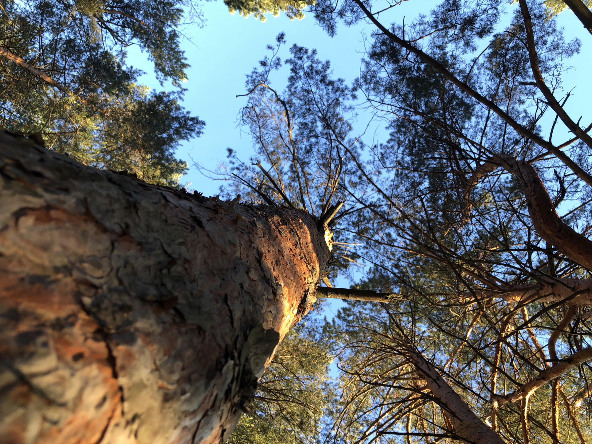 A low-angle shot of trees in a forest, with a focus on a tall, textured tree trunk in the foreground. The bark is reddish-brown and appears rough. The sky is visible between the branches, and it's a clear light blue. Other tree branches and foliage fill the space, creating a dense canopy. The location is consistent with a forested area in the city of Chaikovsky, Russia.