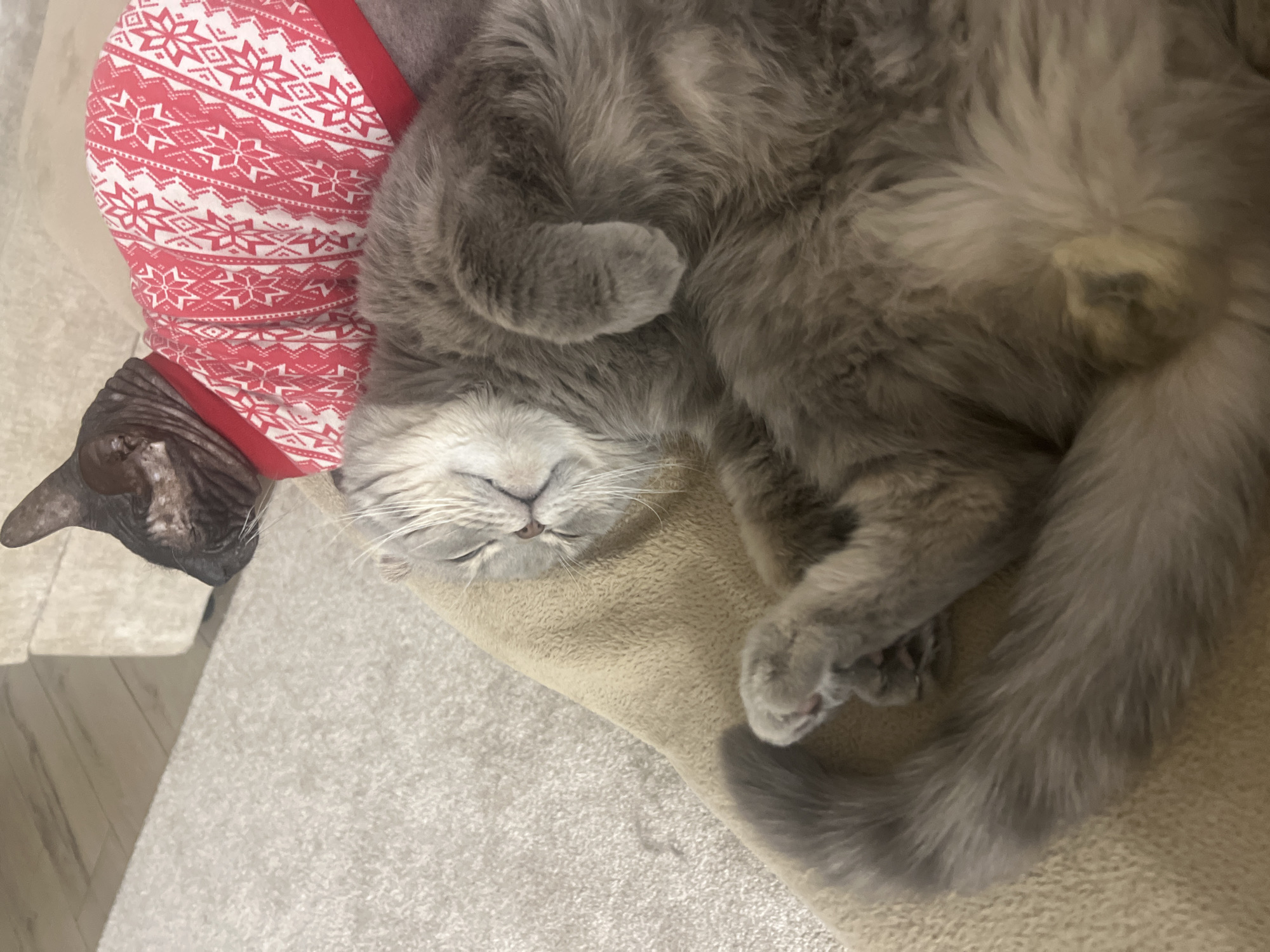 The image shows two cats lying on a beige cushion, possibly a cat bed. One cat is a hairless breed wearing a red and white patterned sweater. The second cat is fluffy and grey, sleeping on its back with its paws curled. The setting appears to be indoors. There is no indication of the location being Votkinsk, Russia.