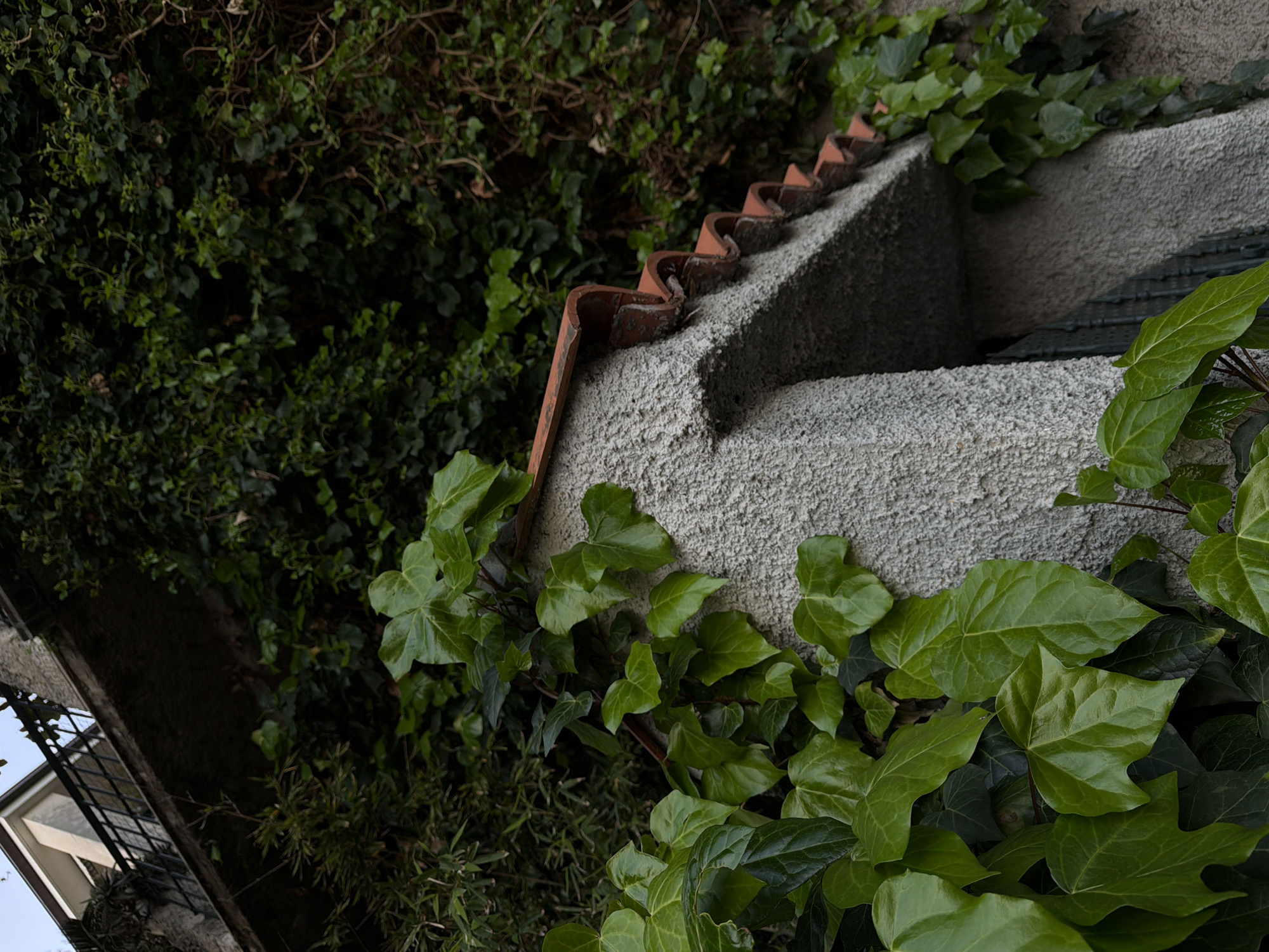 The image presents a close-up view of a stone or concrete structure covered with ivy, likely part of a building or wall in Trebesin, Montenegro, given the prompt's context. The structure has a rough, textured surface and appears to be aged, as evidenced by the plant growth and weathering. A row of terracotta roof tiles lines the top edge of the structure. The ivy, with its characteristic lobed leaves, dominates the lower portion of the frame. Part of a building with a window and a dark, possibly metal, railing or grate, is visible in the lower left corner. The overall lighting suggests overcast conditions, with soft shadows.
