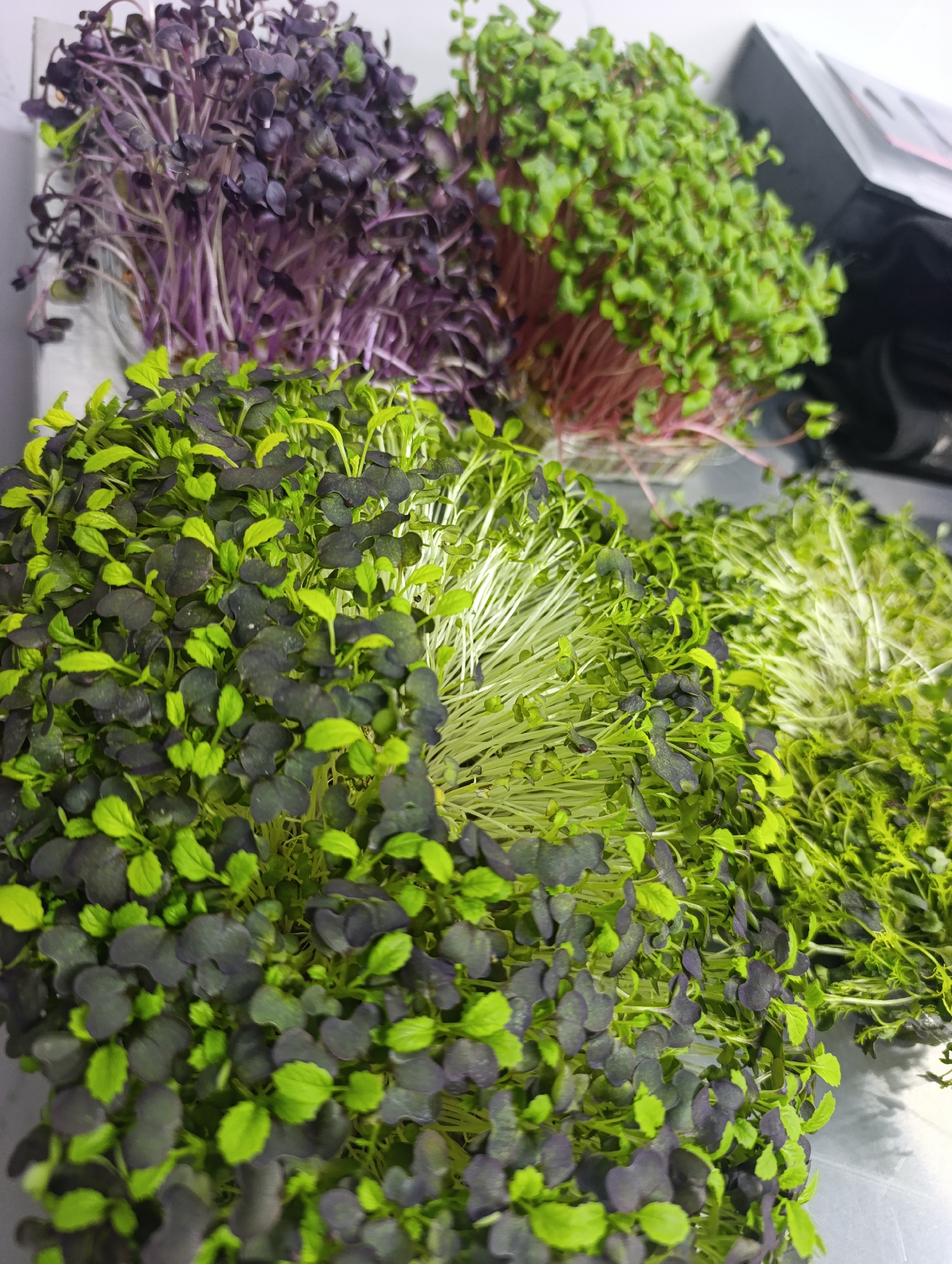 The image shows a close-up view of several trays of microgreens. In the foreground, there is a cluster of microgreens with dark purple and green leaves. Behind this, to the right, are more microgreens with light green leaves and thin, pale stems. In the background, to the left, are microgreens with vibrant purple stems and dark purple leaves. The microgreens appear to be healthy and freshly grown. The setting is indoors, with a reflective surface that could be a countertop or a tray. The lighting suggests an indoor growing environment, possibly a home or commercial setup. There are no people visible in the image. The environment is a neutral, indoor space, and the exact location within a city is not discernible.